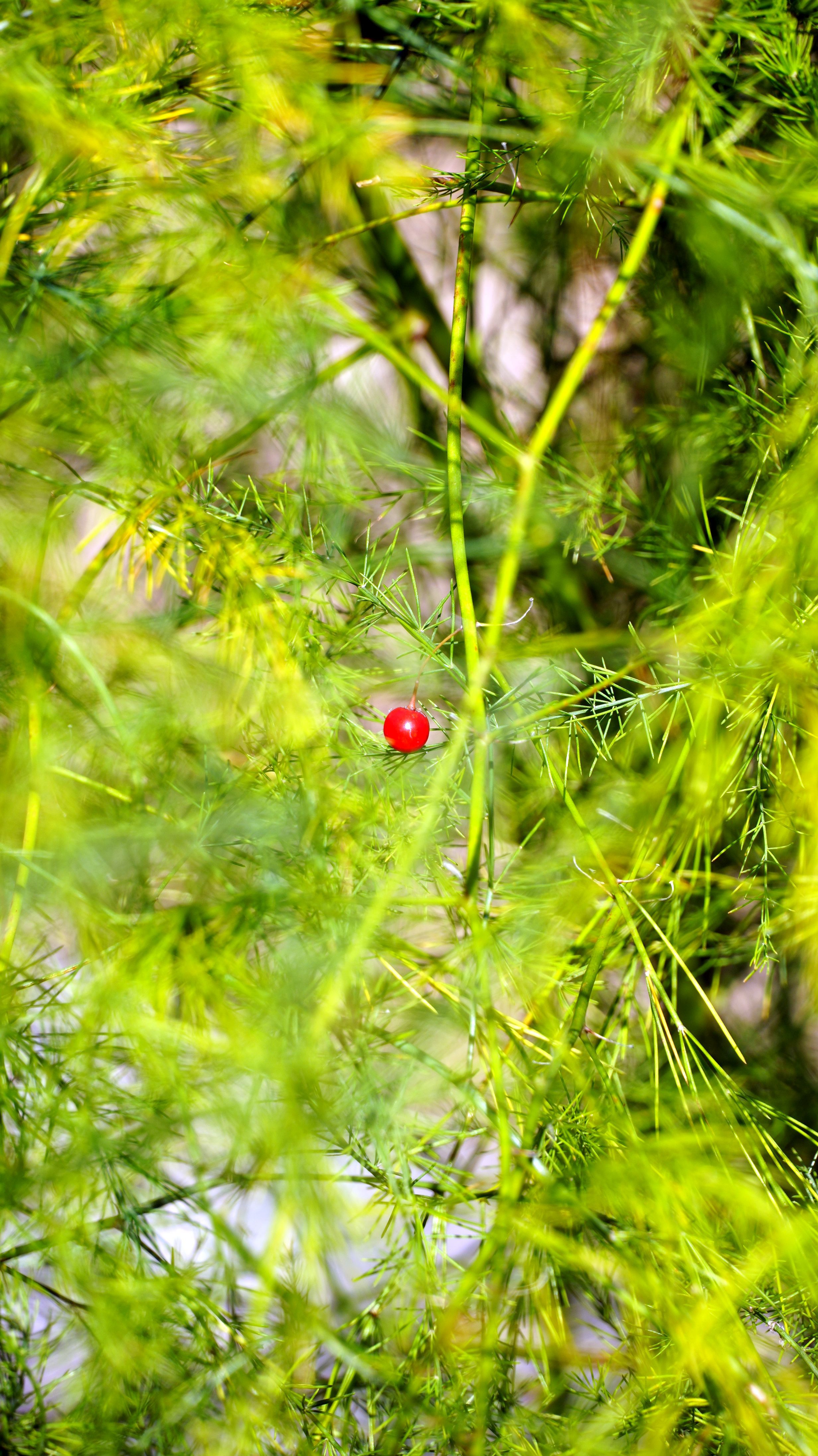 オランダキジカクシ/Asparagus officinalis