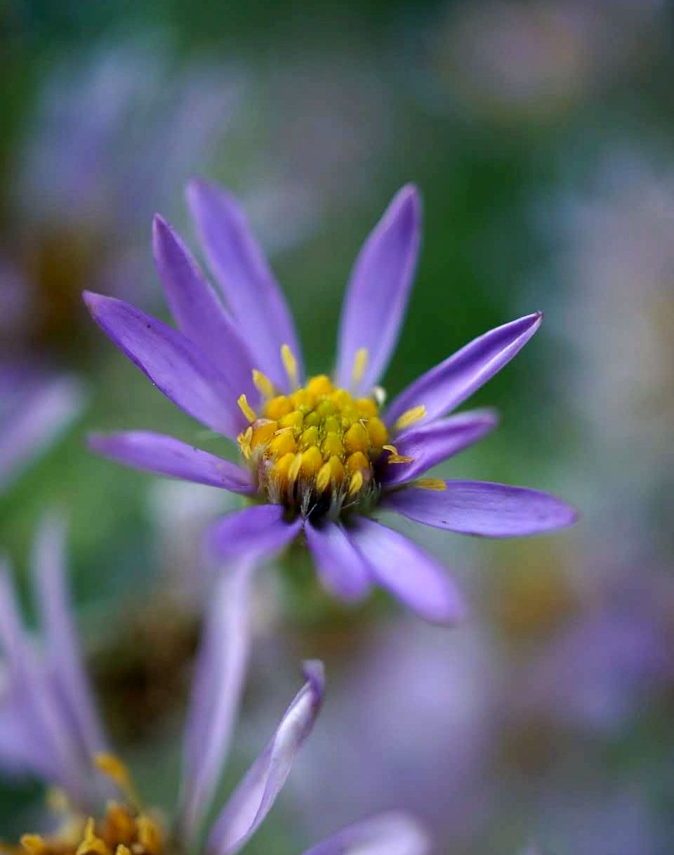 シオン/Aster tataricus