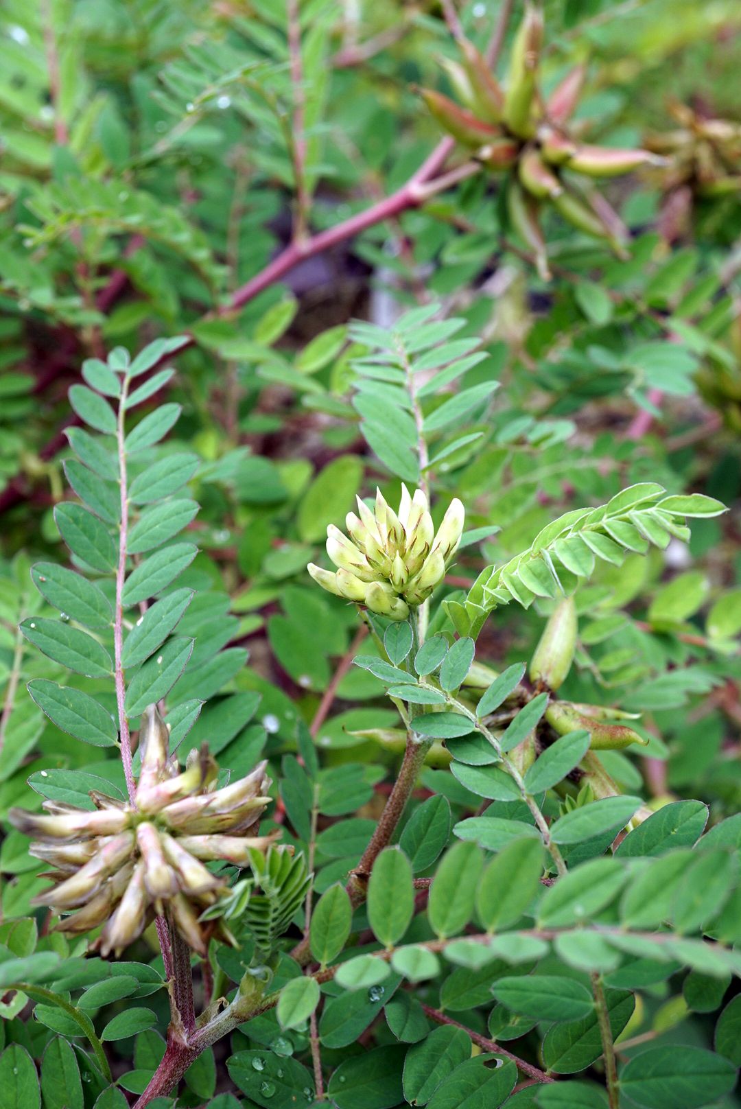 ナルトオウギ/Astragalus sikokianus