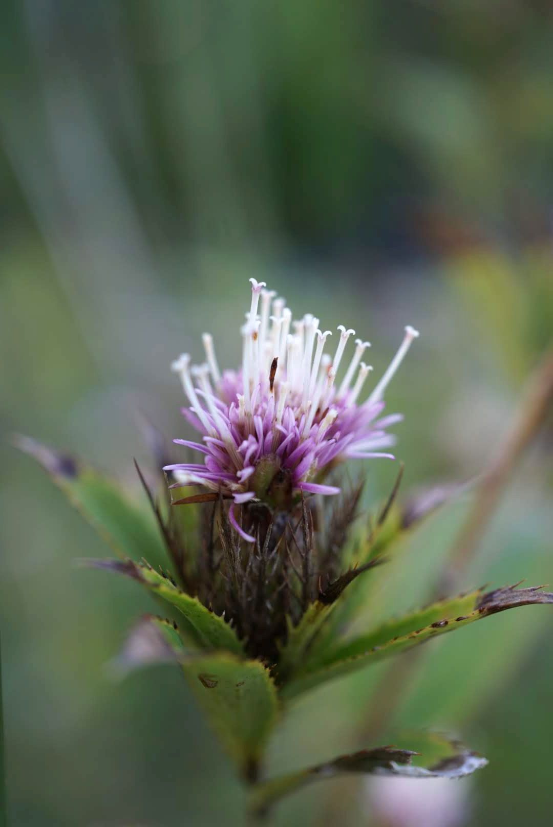 オケラ/Atractylodes japonica