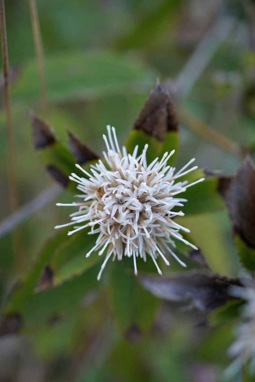 オケラ/Atractylodes japonica male