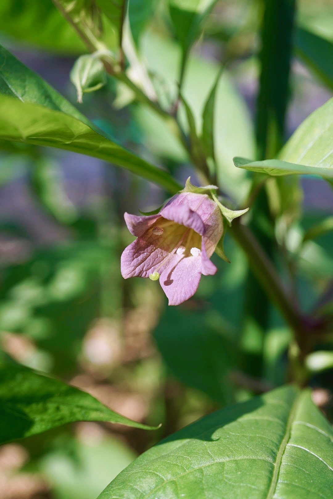 ハシリドコロ/Scopolia japonica