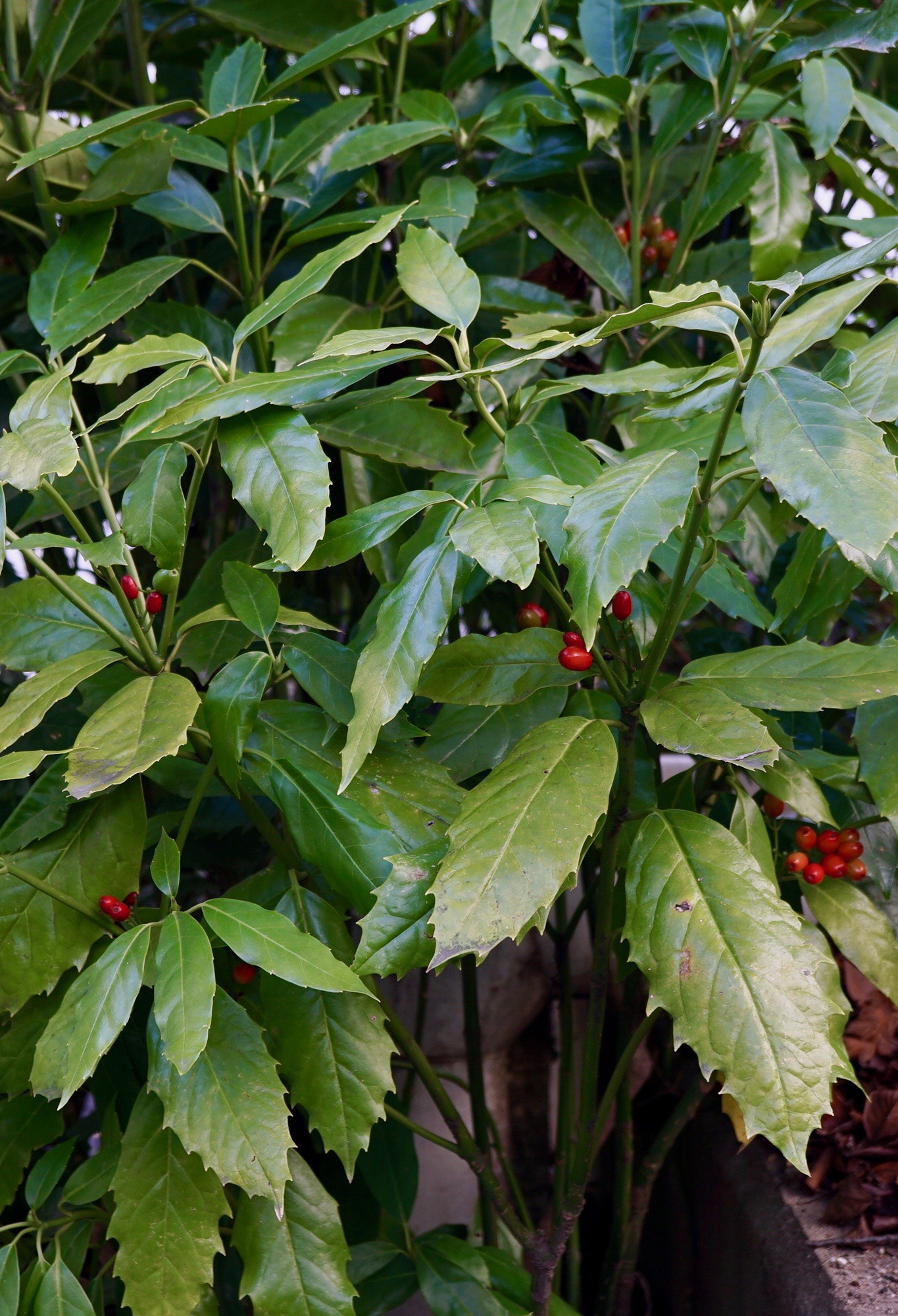 アオキ/Aucuba japonica