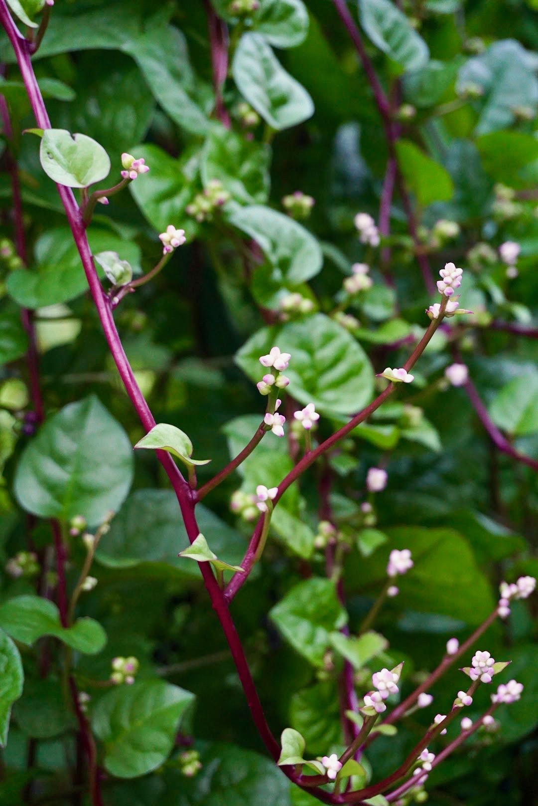 ツルムラサキ/Basella alba