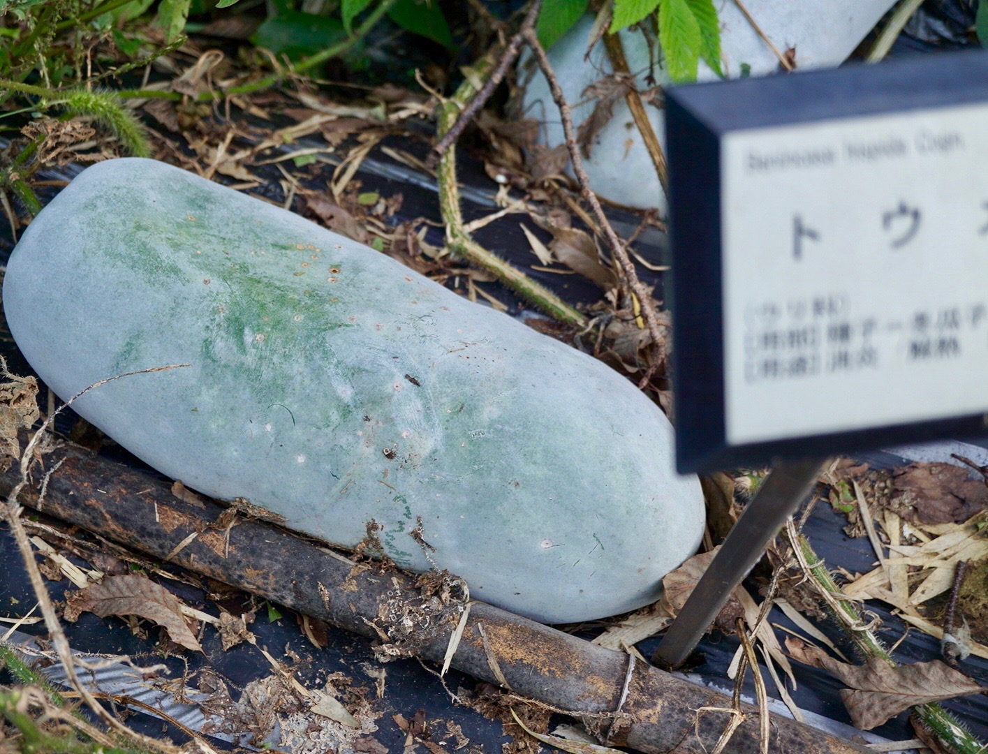 トウガン/Benincasa cerifera