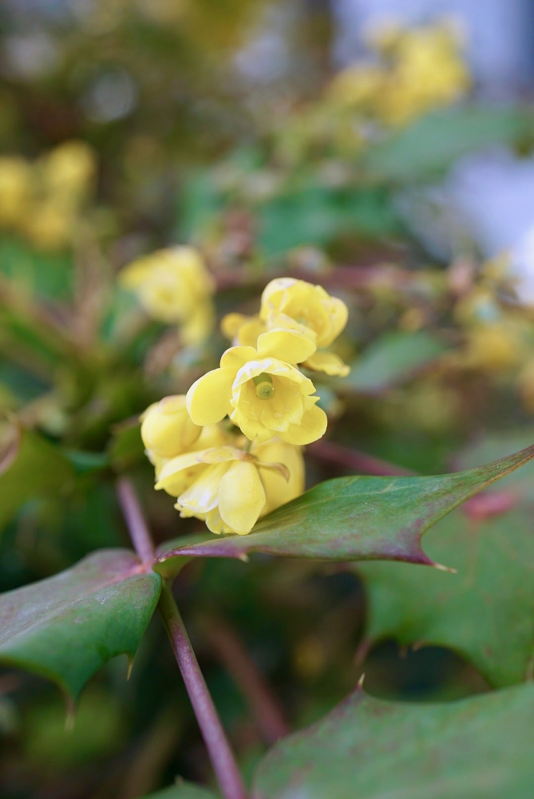 ヒイラギナンテン/Berberis japonica