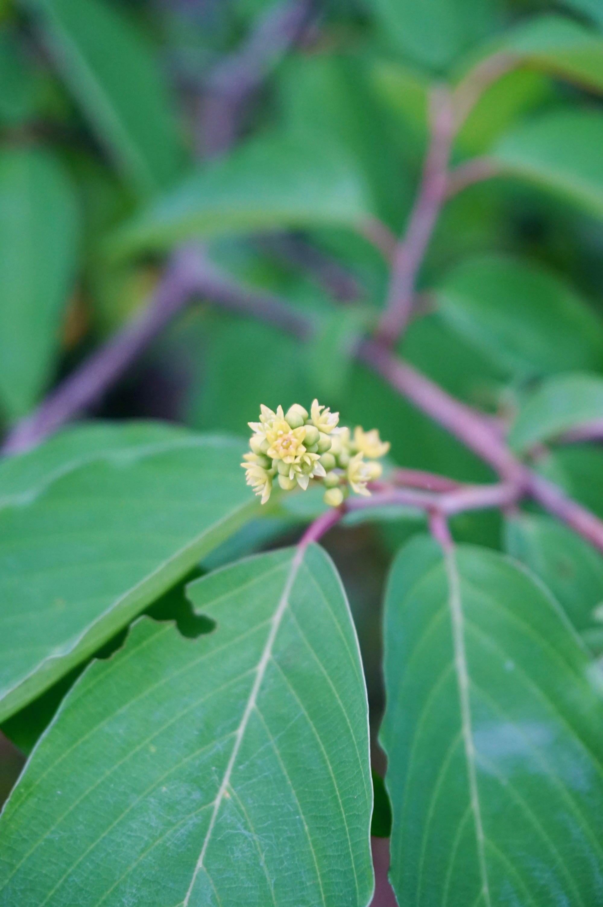 ヨコグラノキ/Berchemiella berchemiifolia