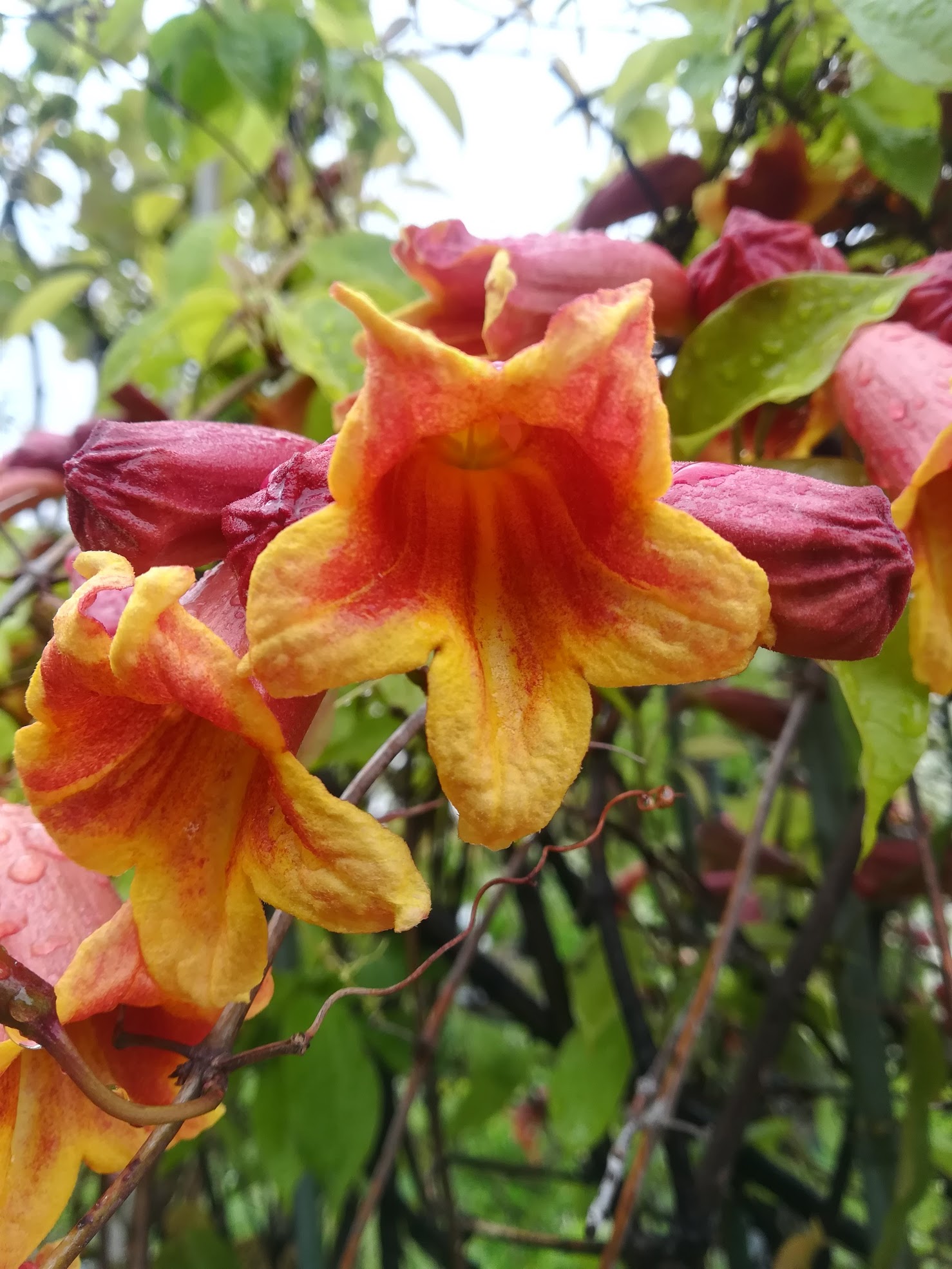 ツリガネカズラ/Bignonia capreolata