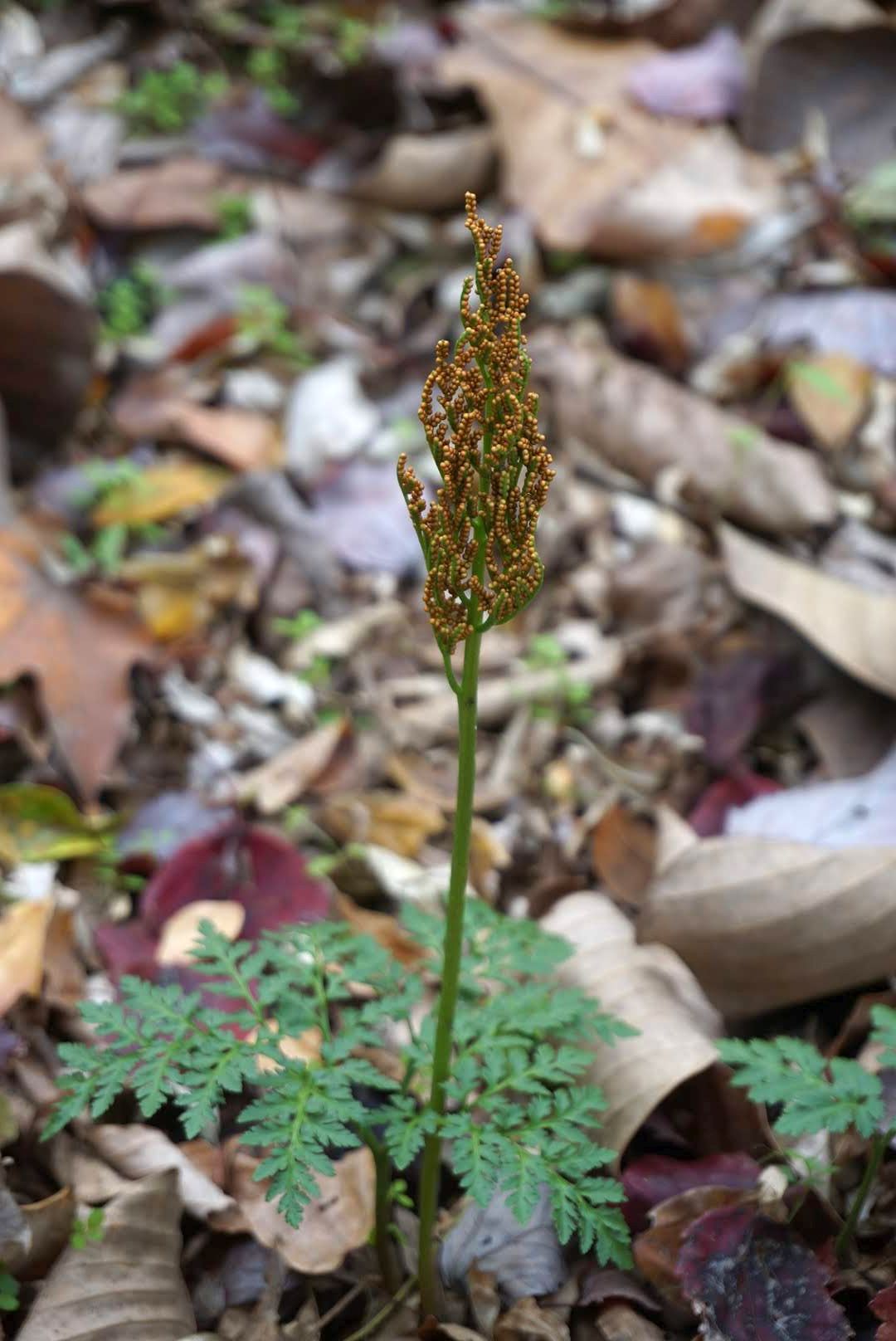 フユノハナワラビ/Botrychium ternatum