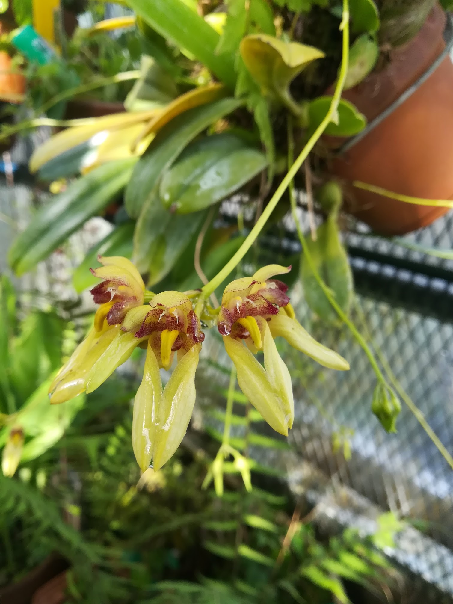 オガサワラシコウラン/Bulbophyllum boninensis
