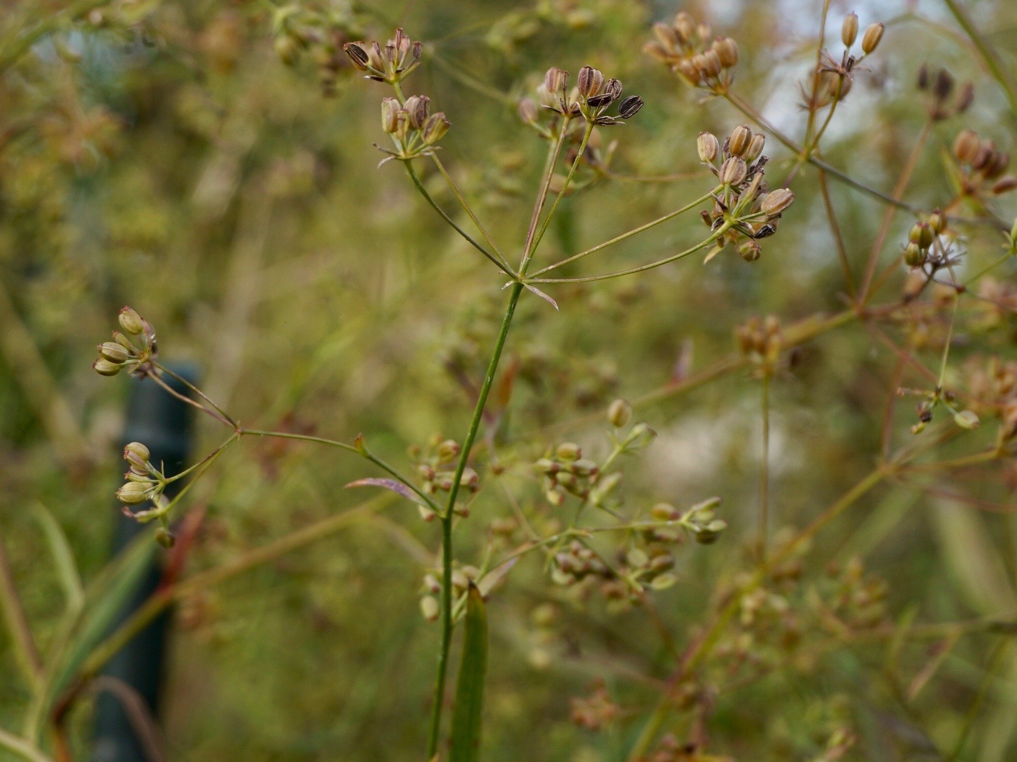 ミシマサイコ／Bupleurum falcatum