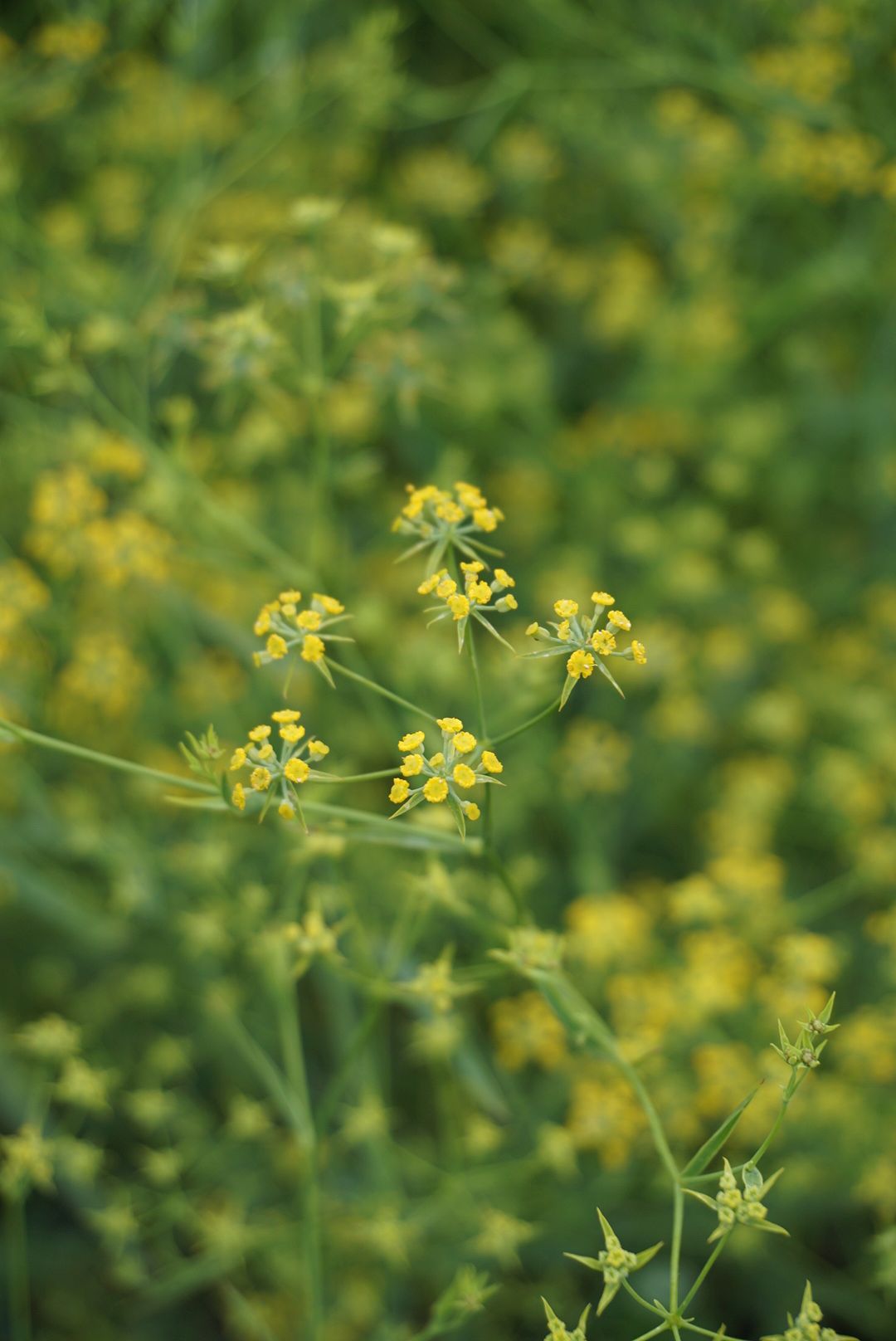 ミシマサイコ/Bupleurum scorzonerifolium