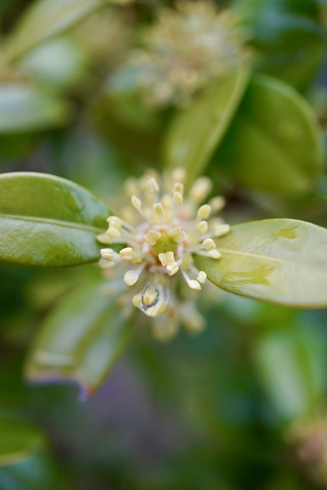 セイヨウツゲ/Buxus sempervirens