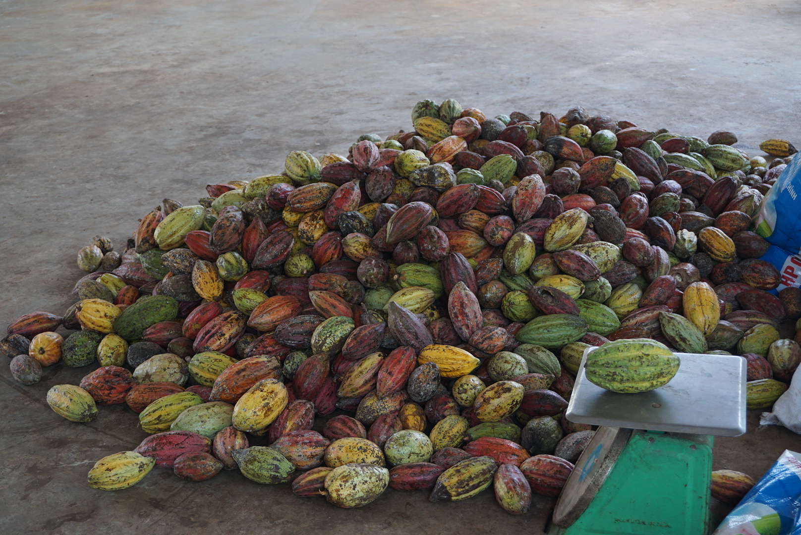 カカオ／Theobroma cacao