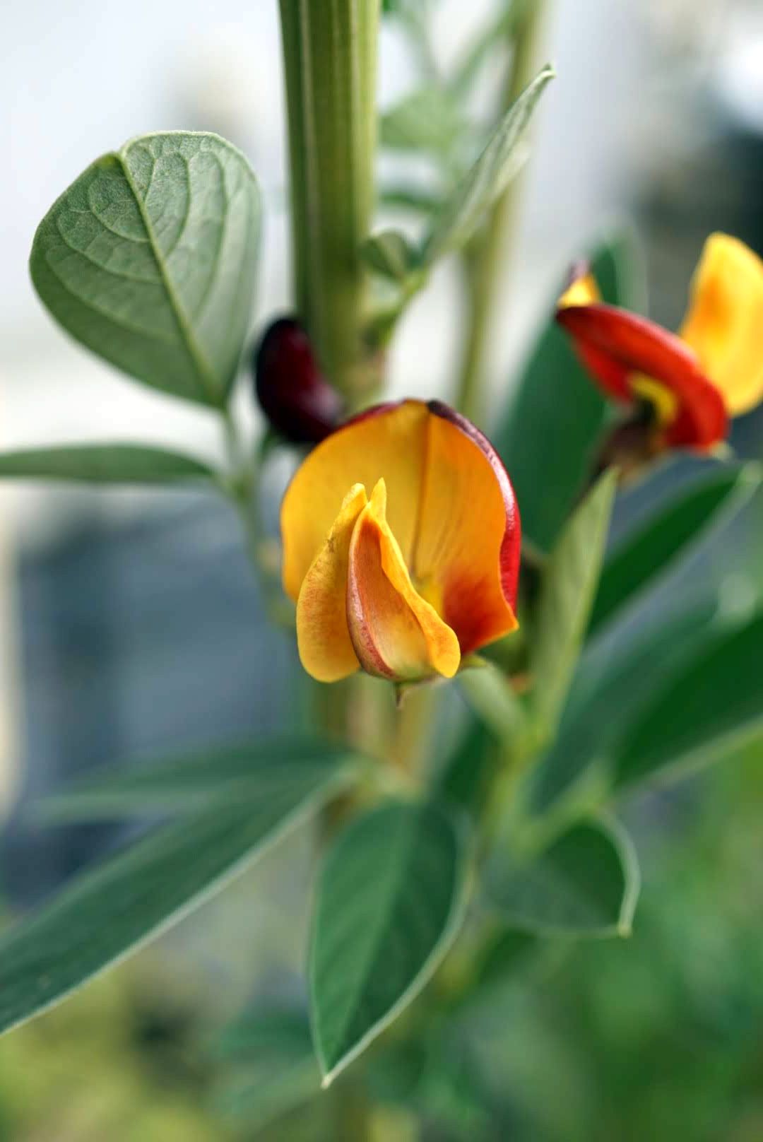 キマメ/Pigeon pea flowers