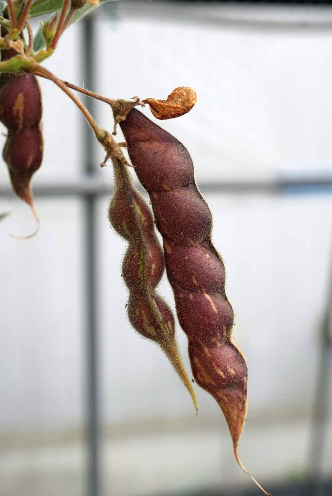 キマメ/Pigeon pea legumes