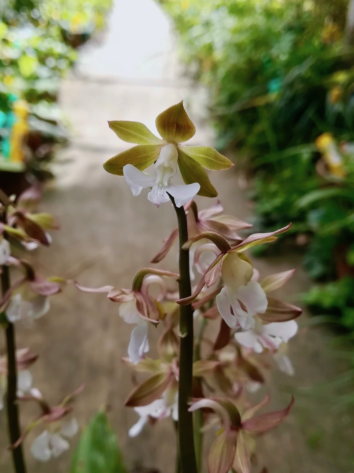 エビネ/Calanthe discolor