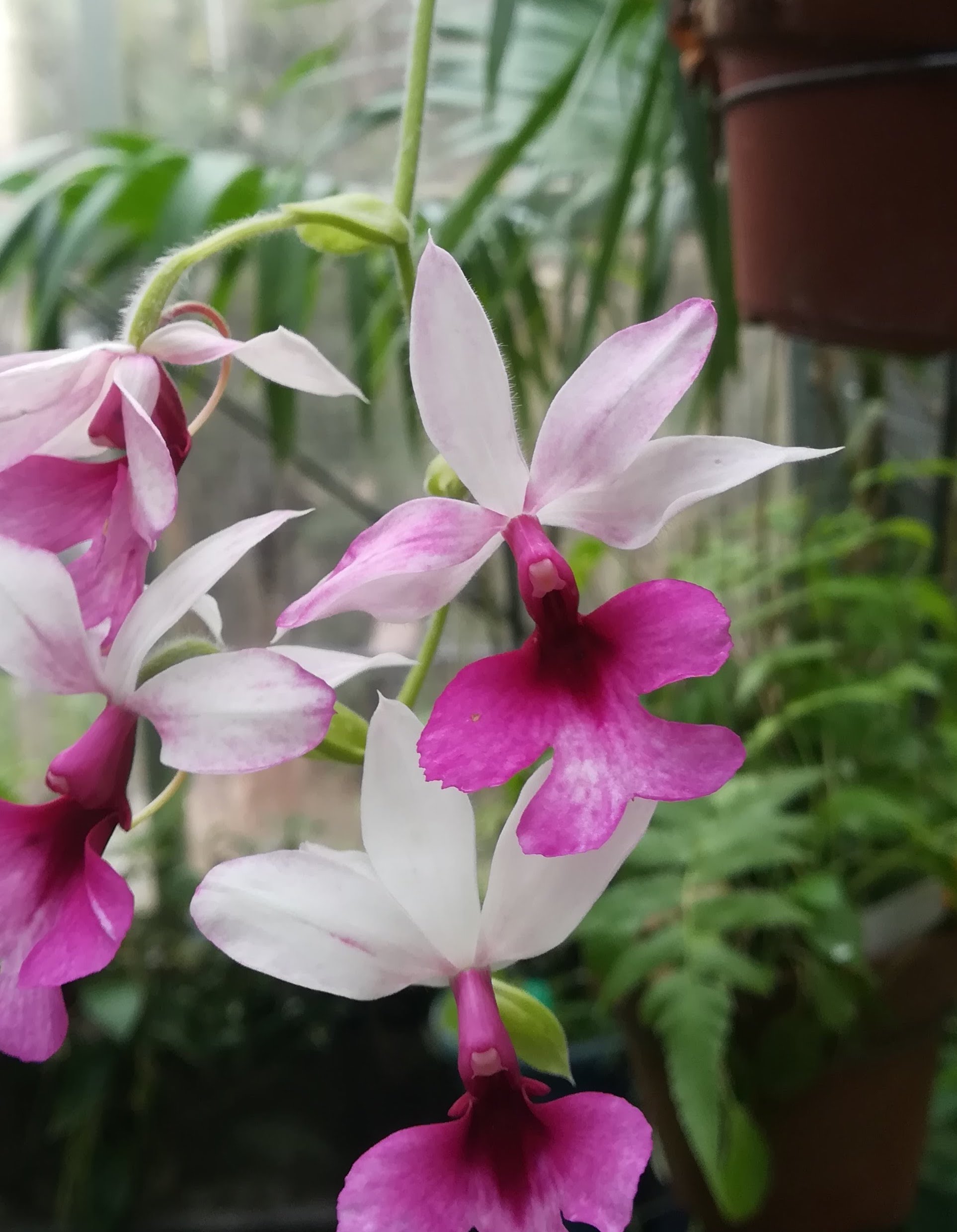 エビネ属の一種/Calanthe rubens