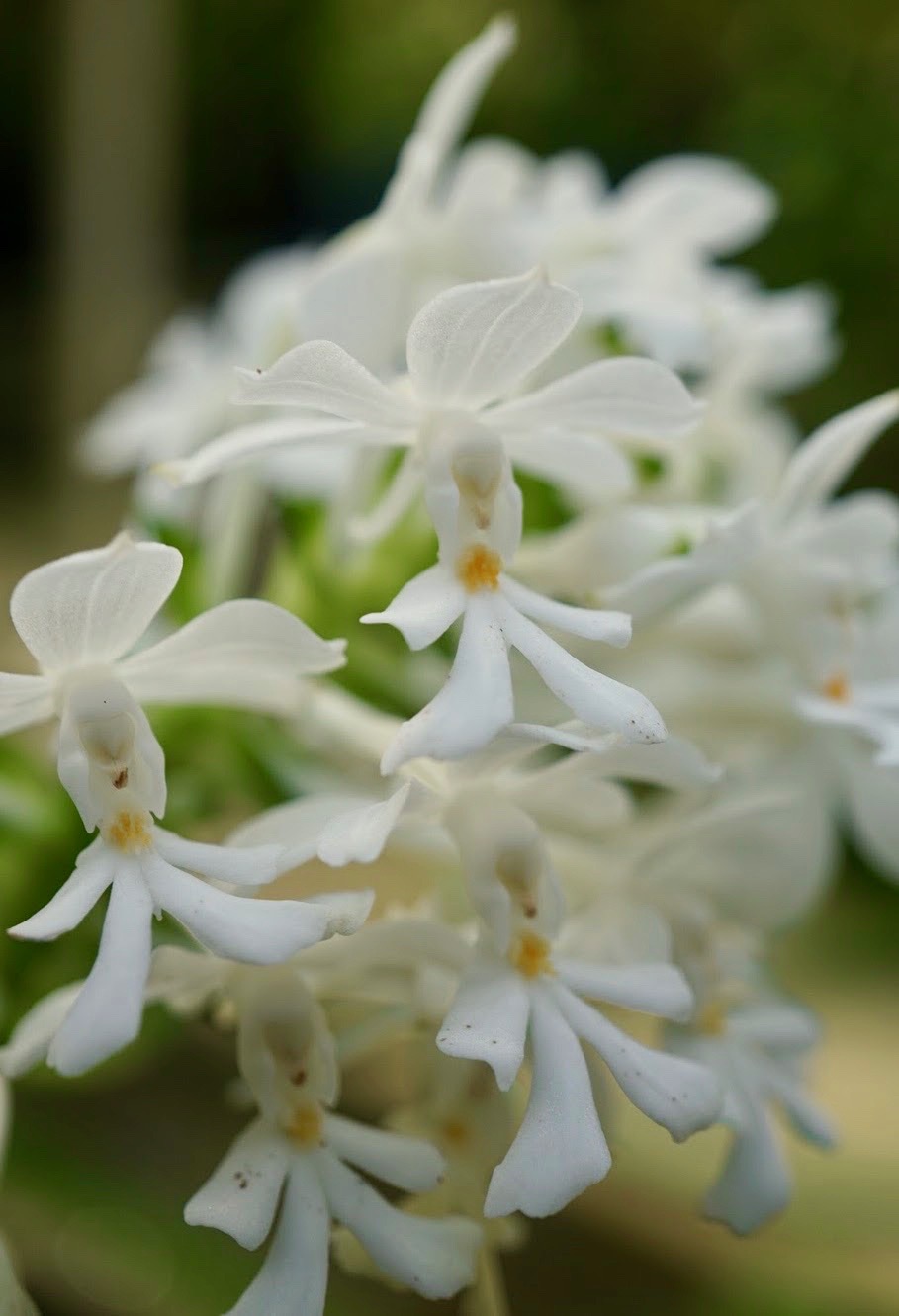 ツルラン/Calanthe triplicata
