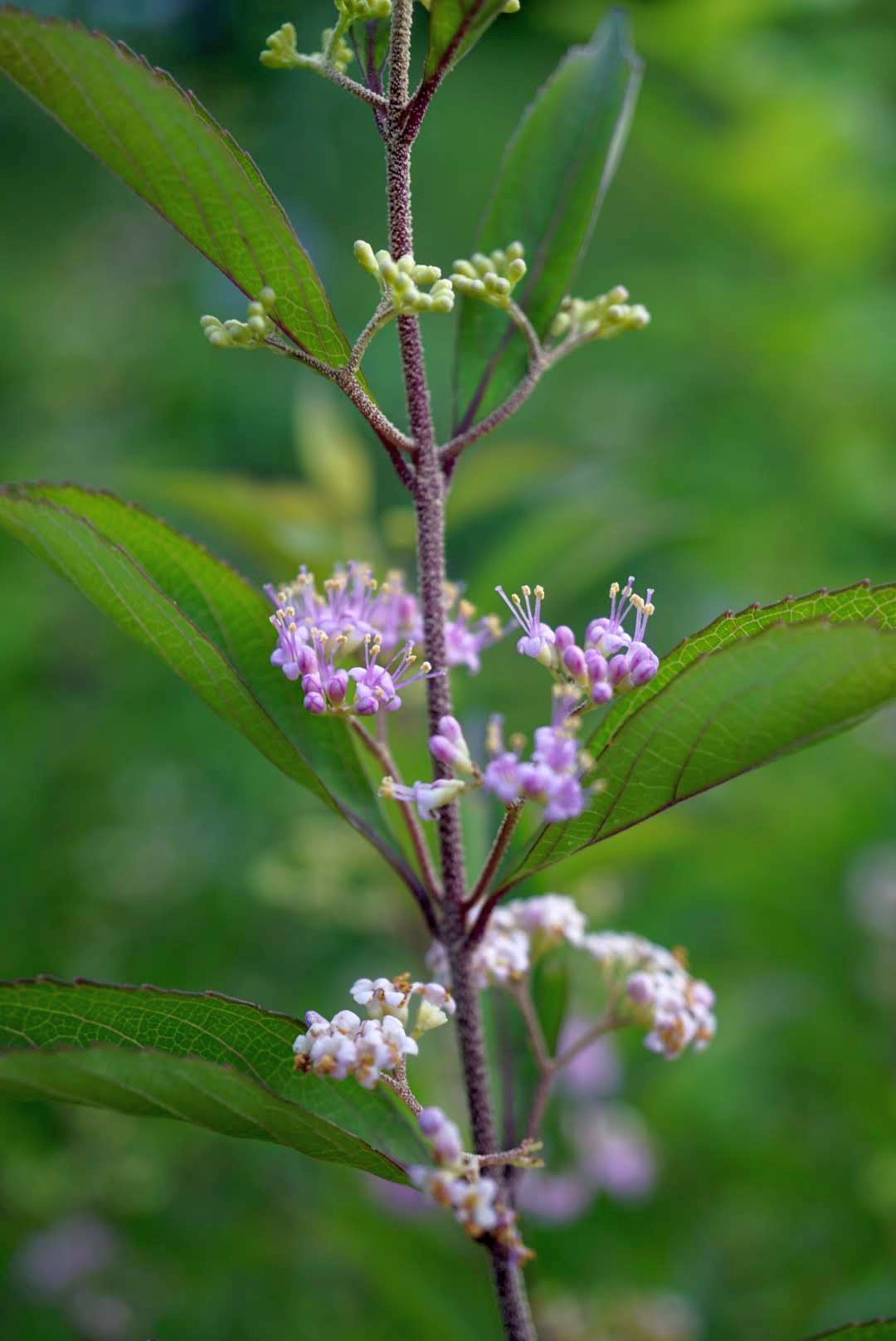 コムラサキ/Callicarpa dichotoma