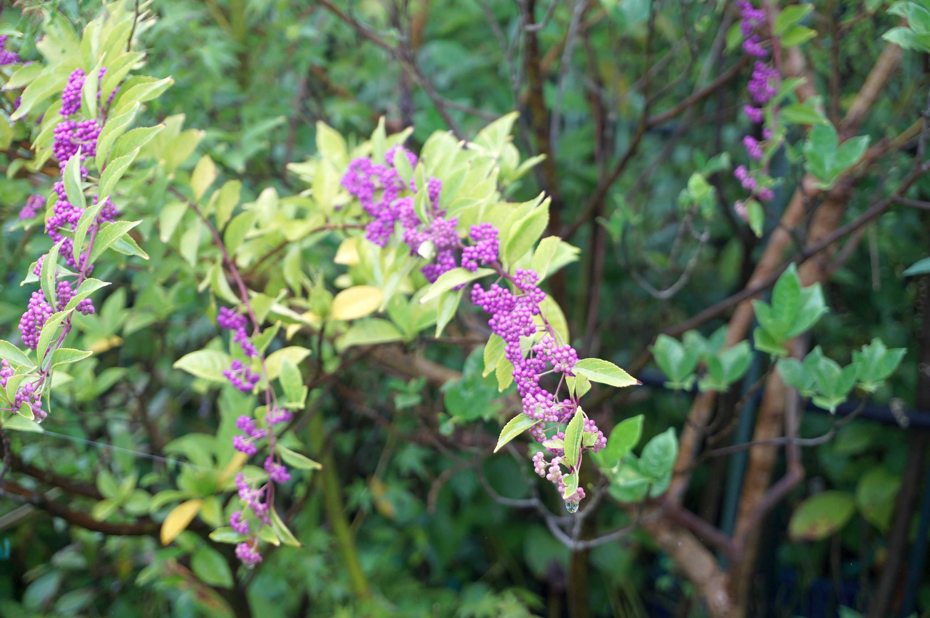 コムラサキ果実/Callicarpa dichotoma fruits