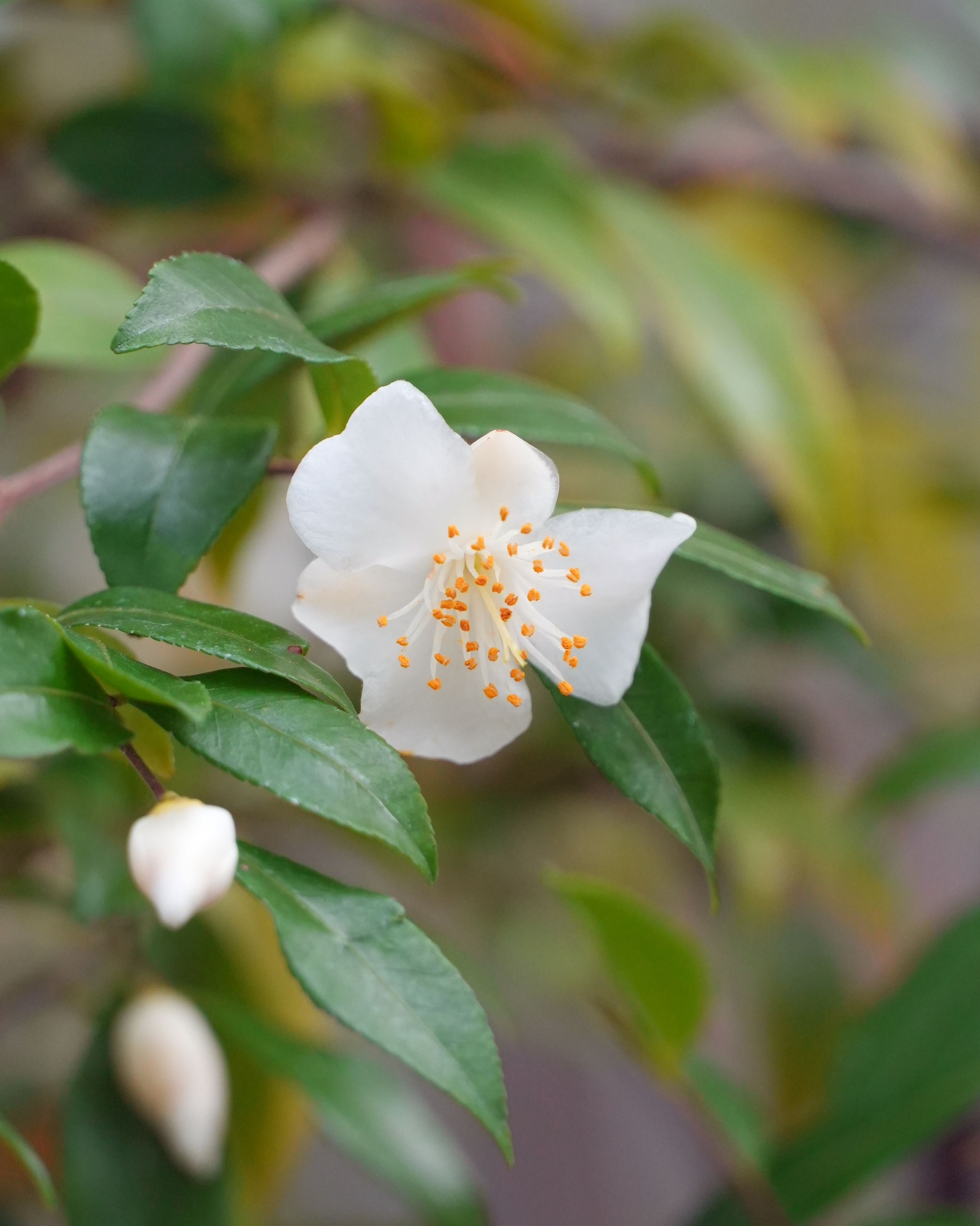 ヒメサザンカ/Camellia lutchuensis