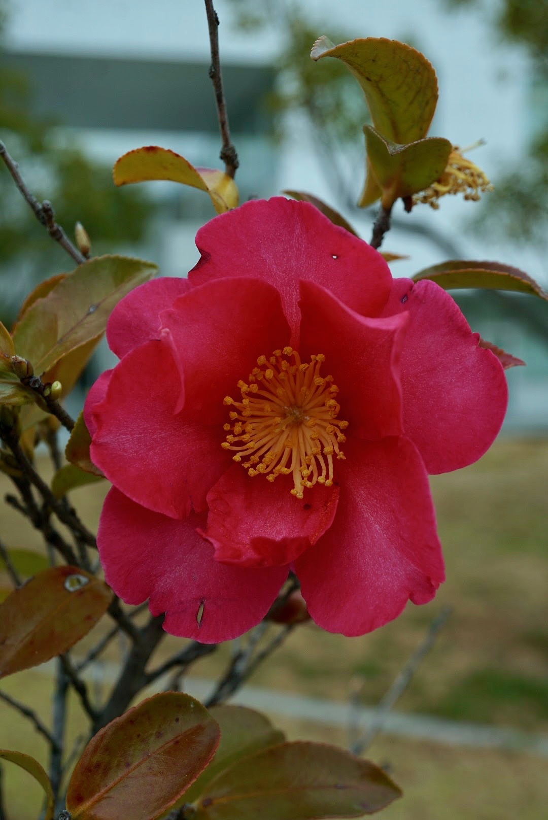 サザンカ/Camellia sasanqua