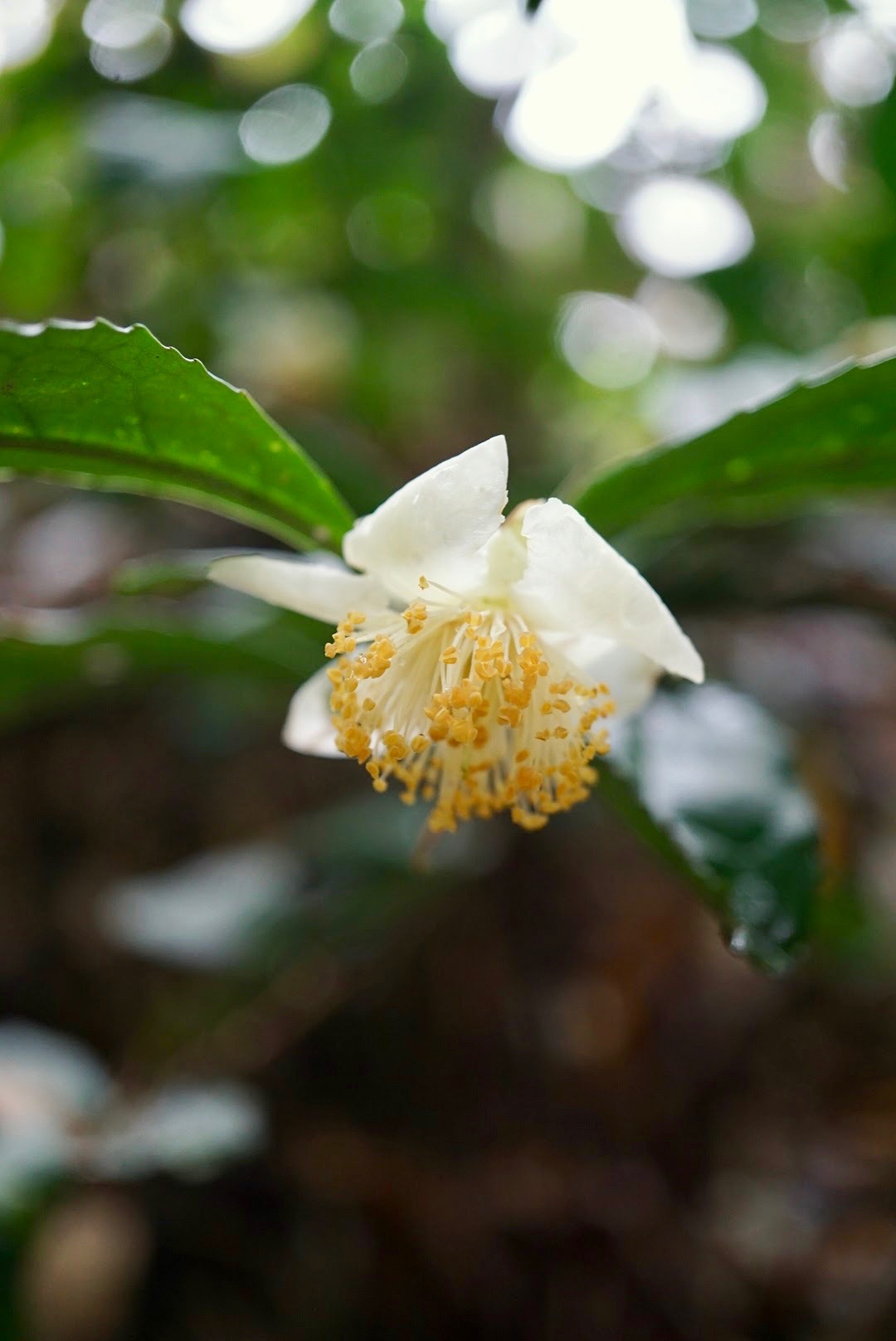 チャノキ/Camellia sinensis