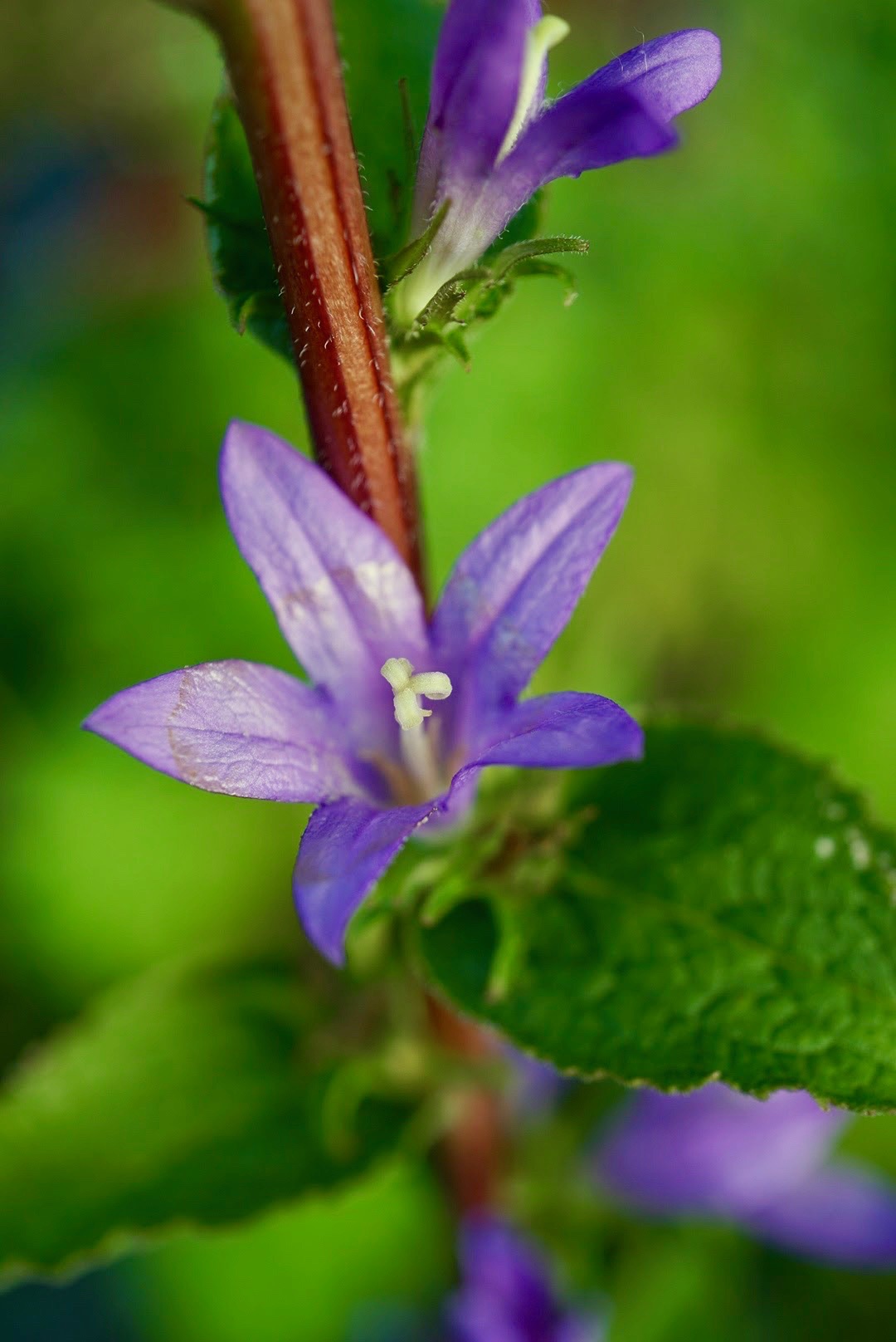ヤツシロソウ/Campanula glomerata dahurica