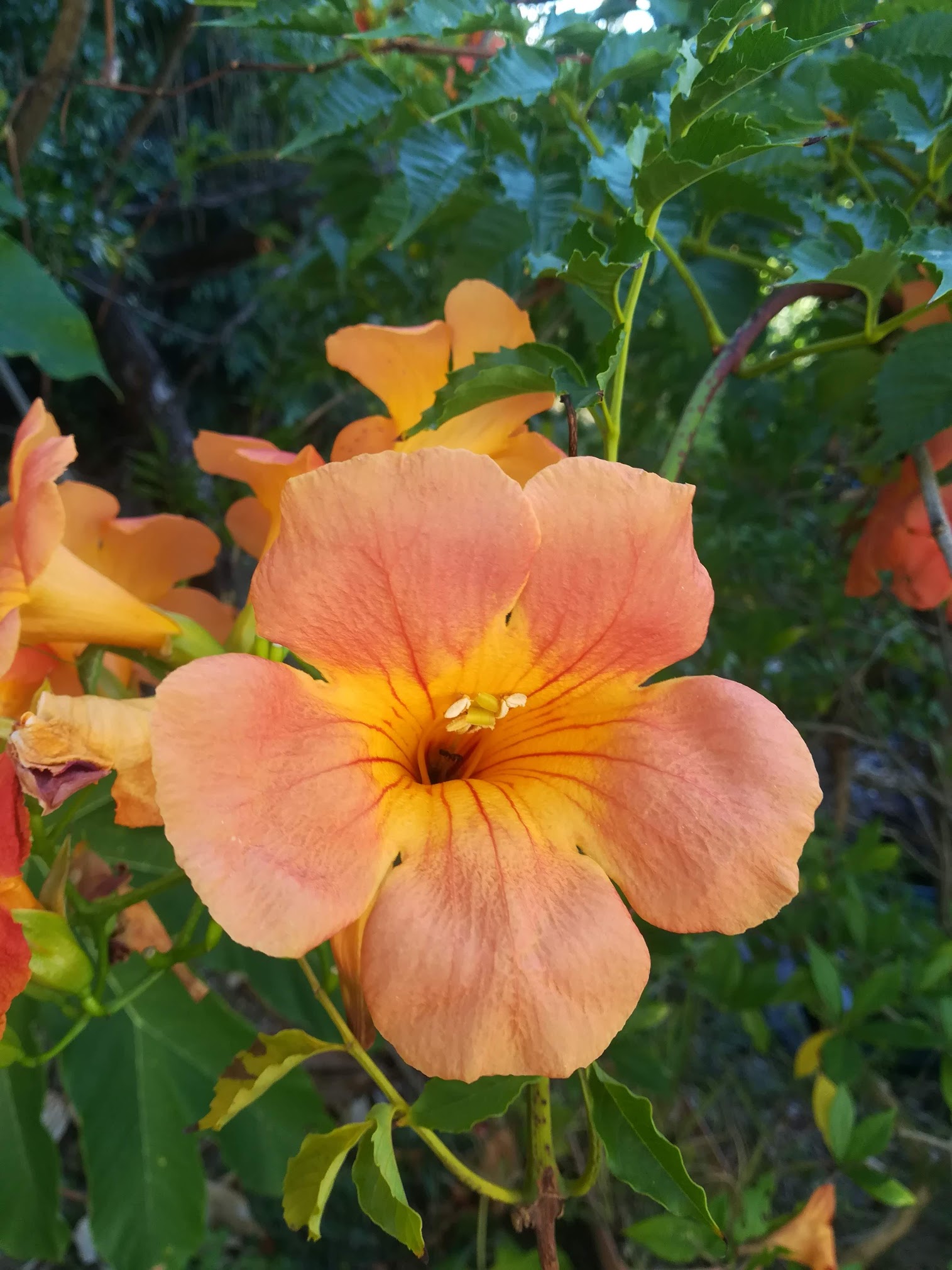 ノウゼンカズラ/Campsis grandiflora