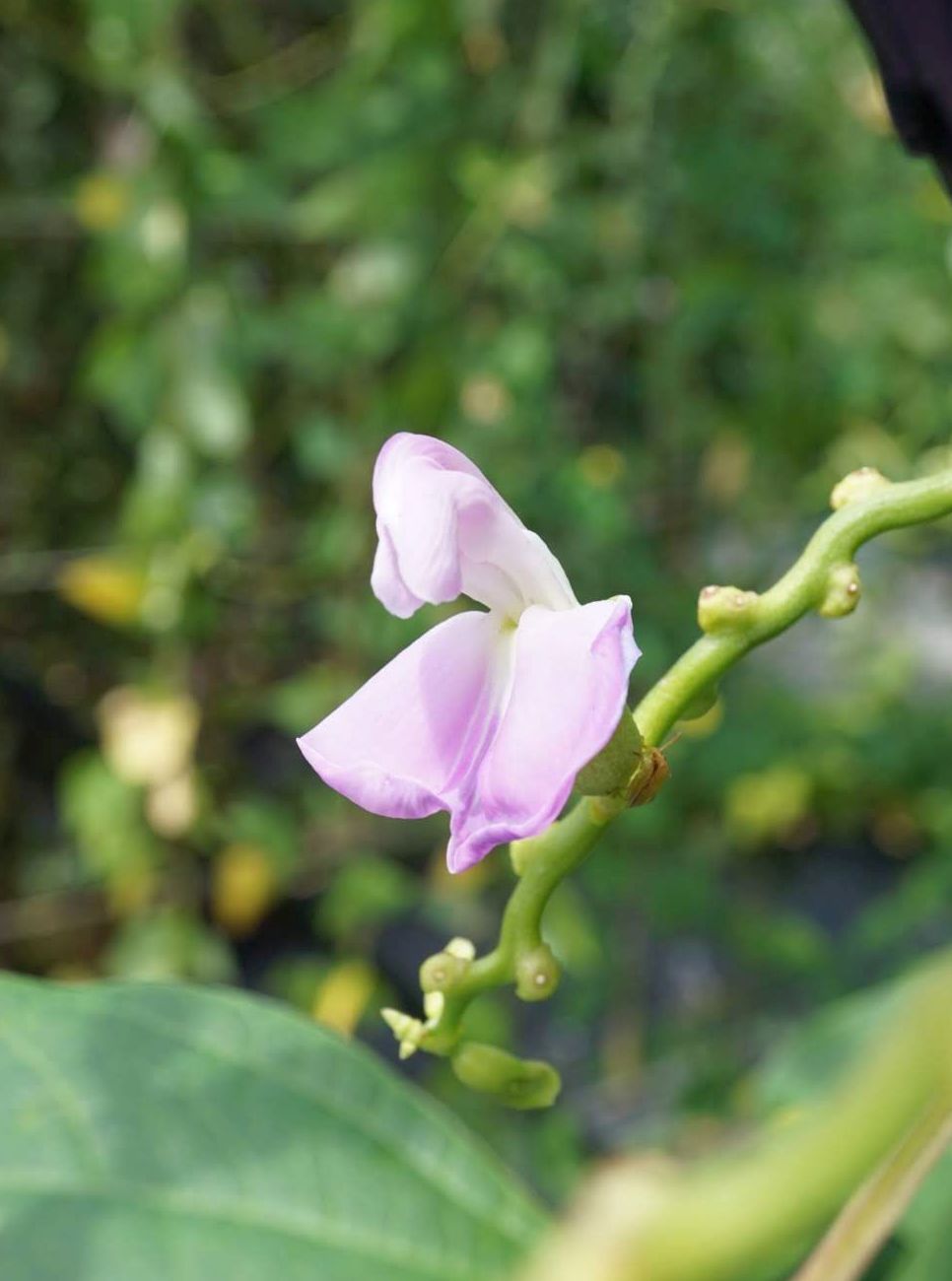 ナタマメ/Canavalia gladiata