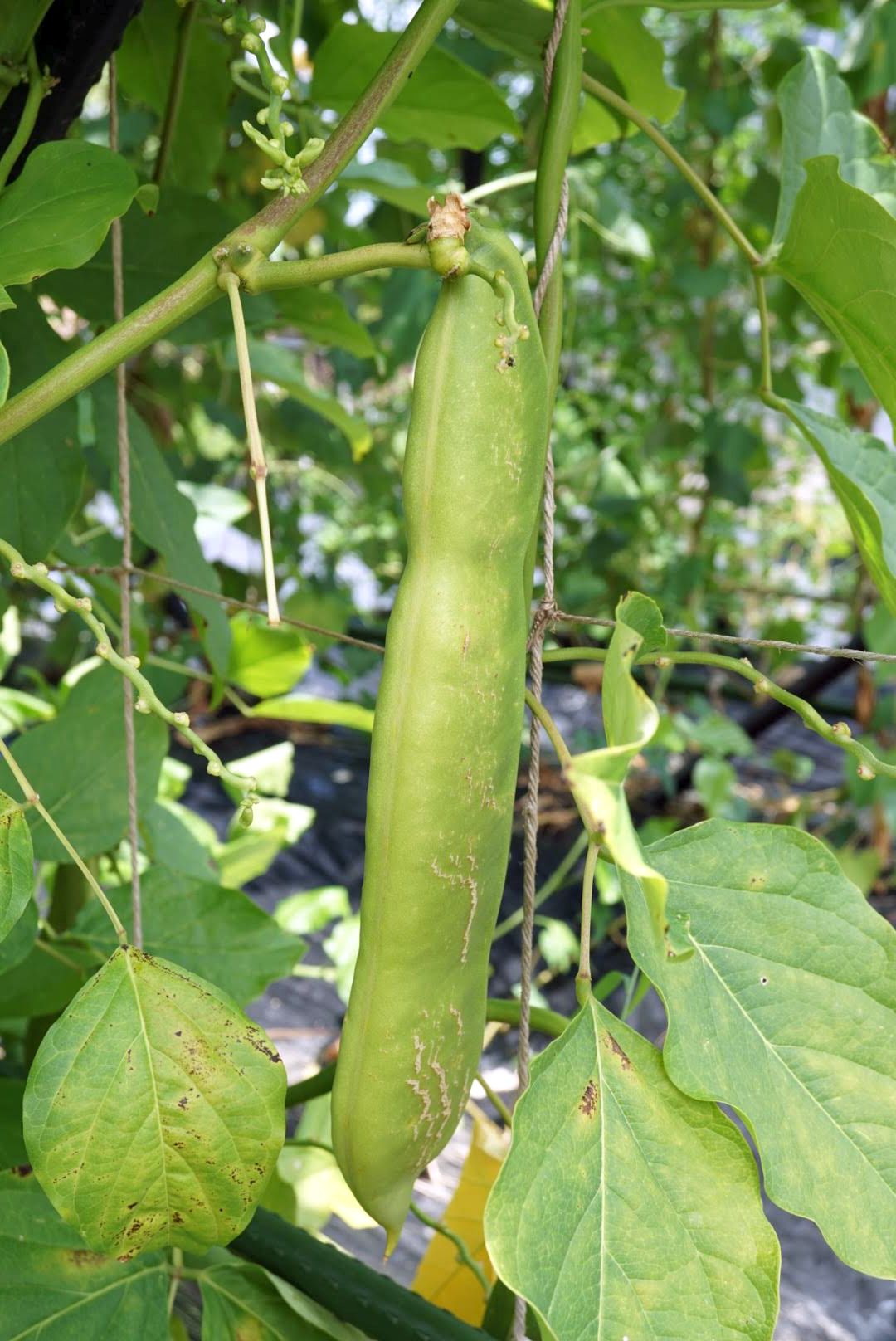 ナタマメ/Canavalia gladiata fruit