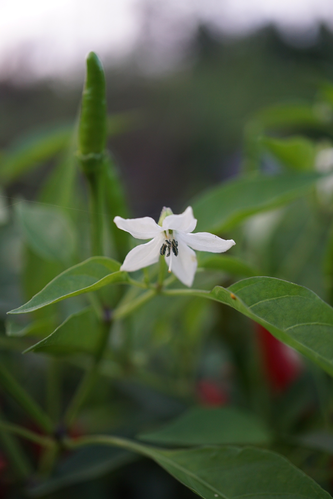 トウガラシ/Capsicum annuum