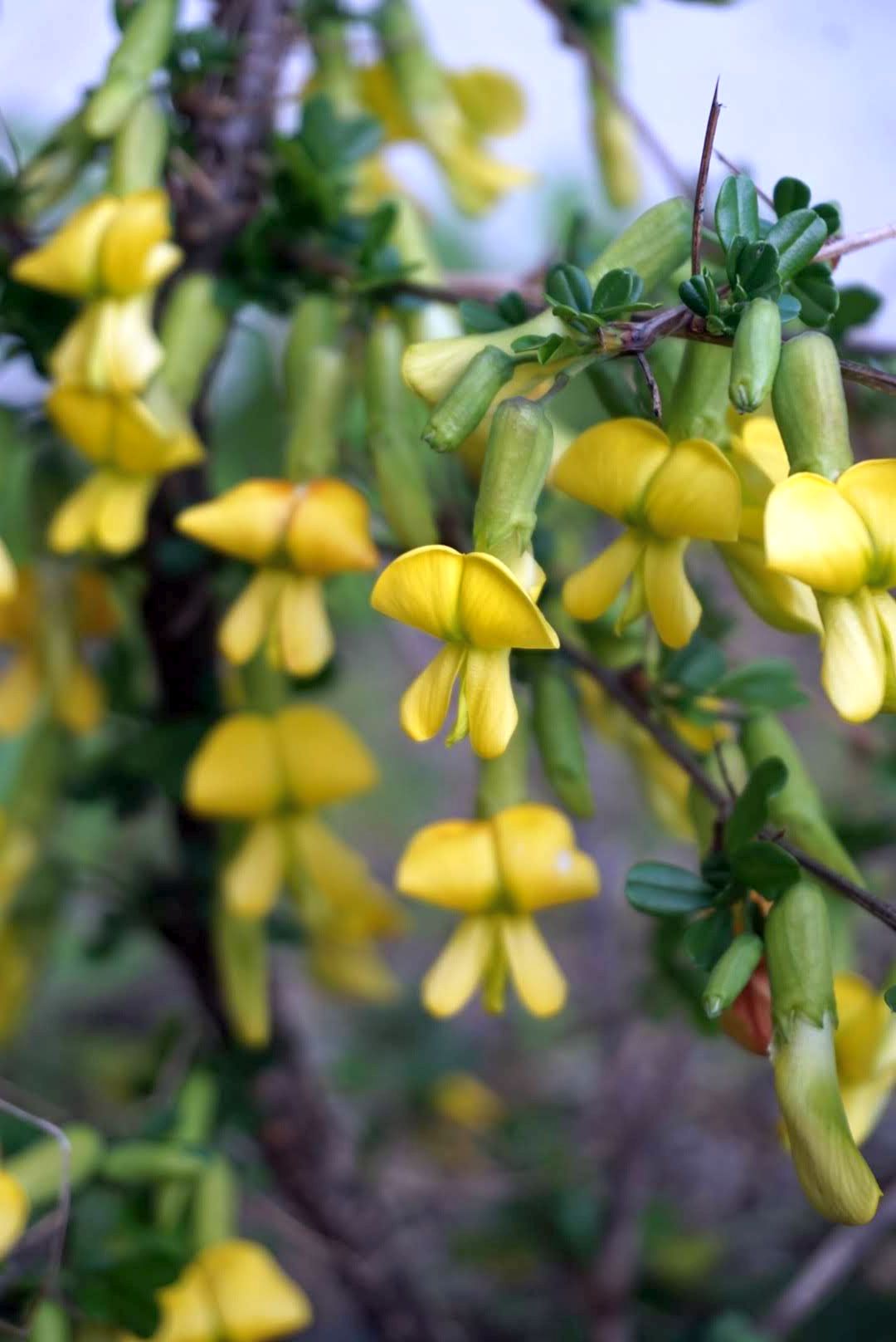 ムレスズメ/Caragana sinica