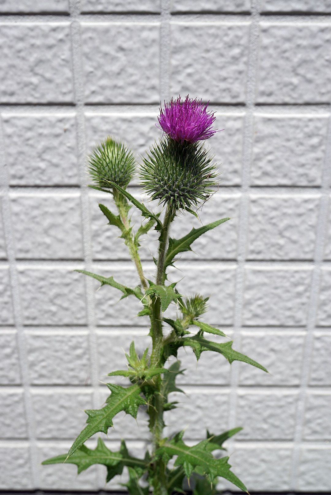 ヒレアザミ/Carduus crispus