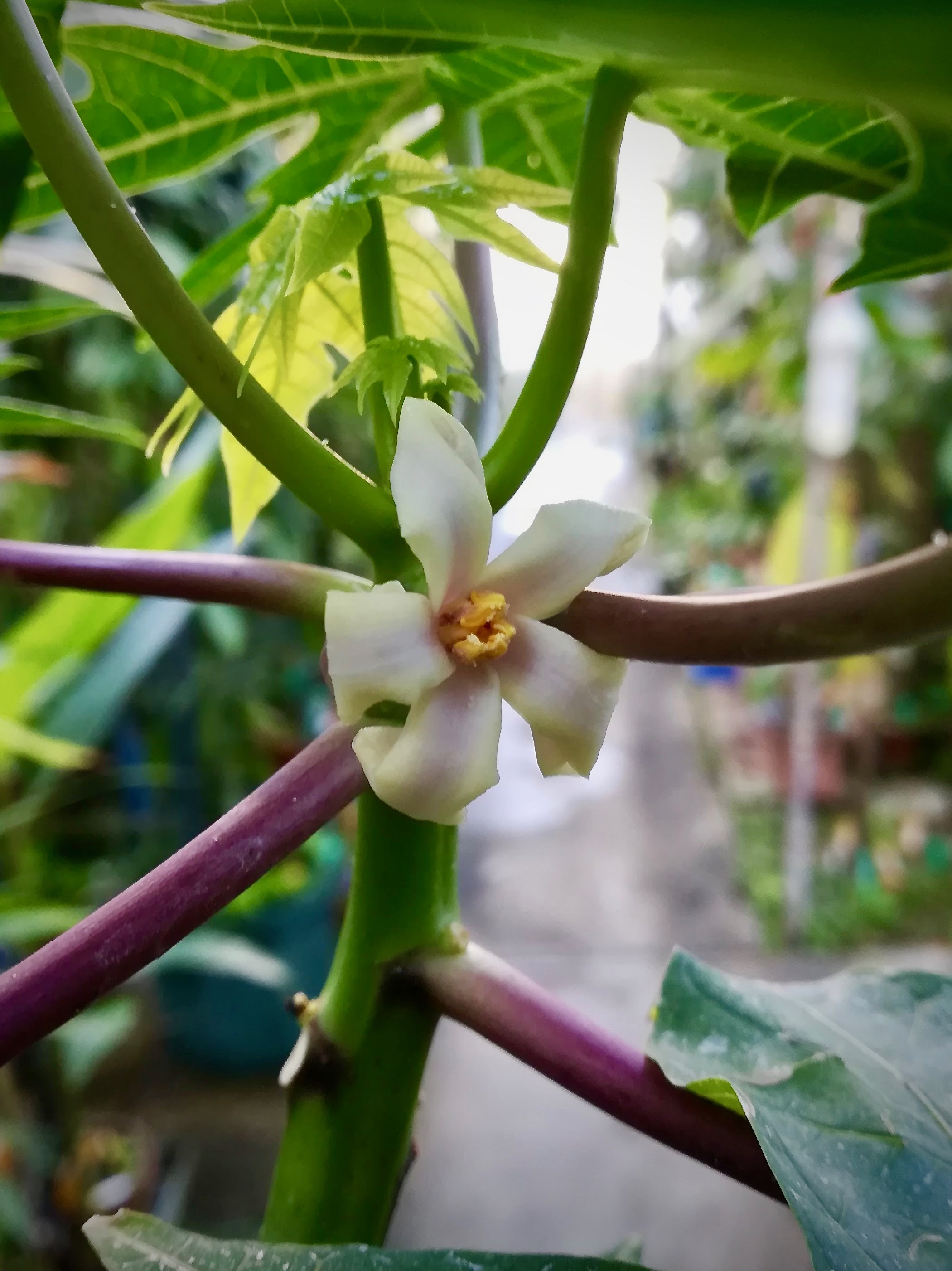 パパイヤ/Carica papaya