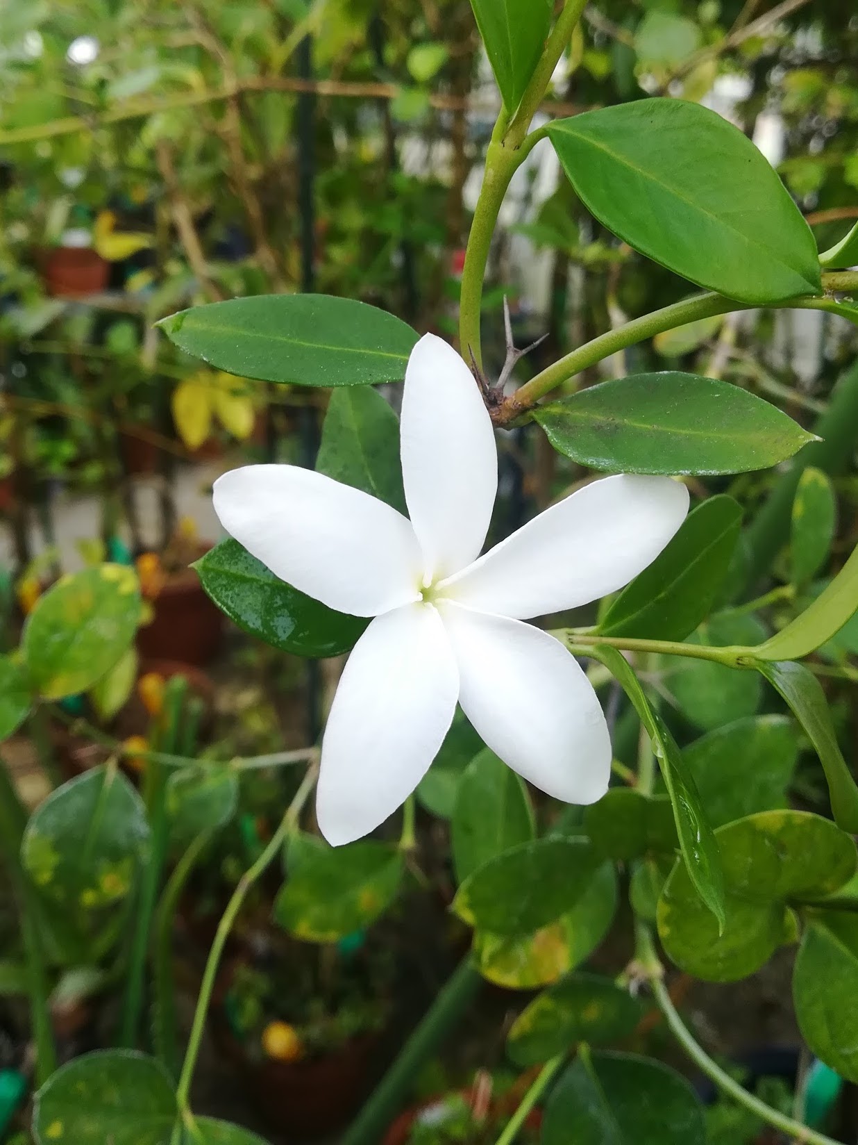 オオバナカリッサ/ Carissa grandiflora