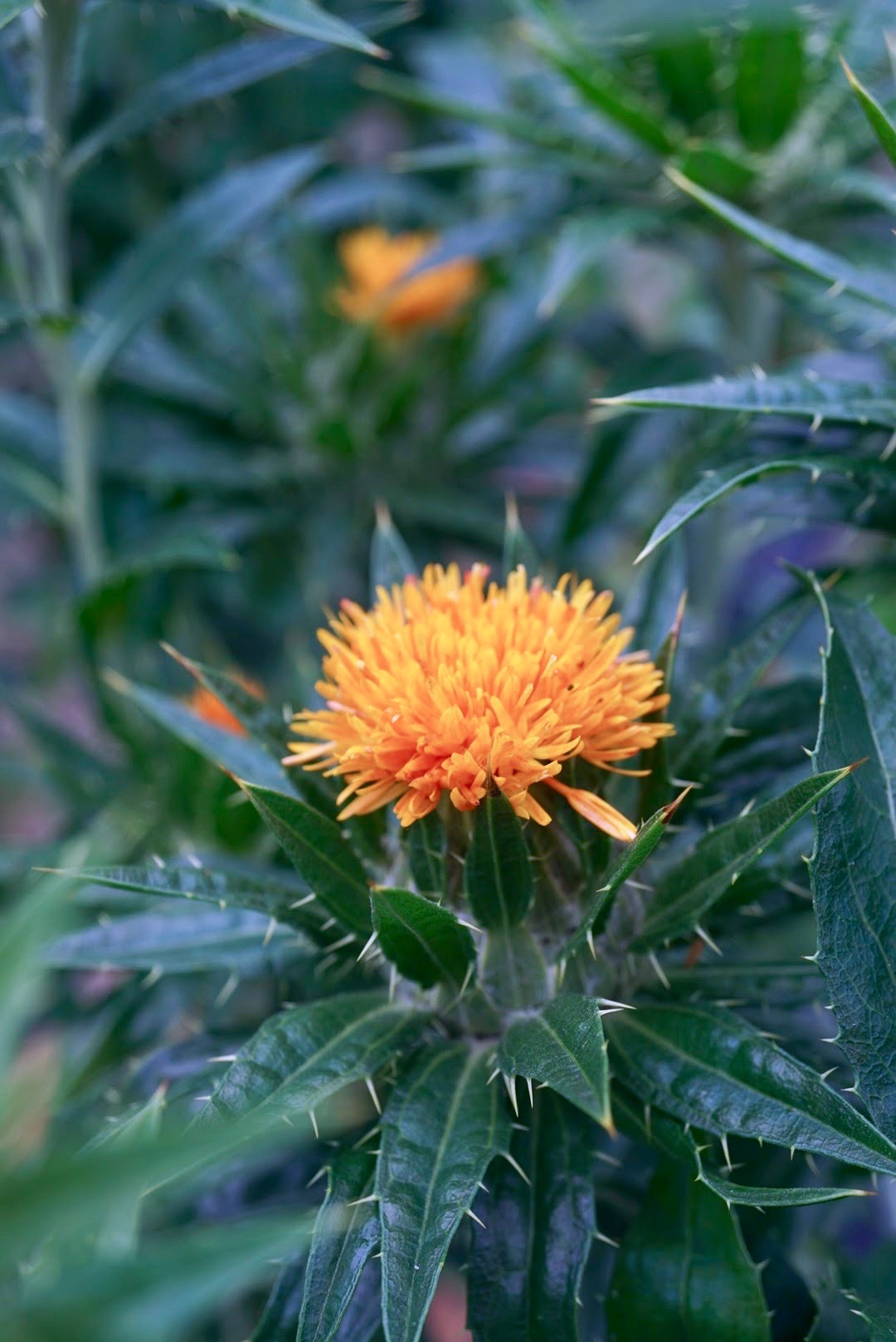 ベニバナ/Carthamus tinctorius