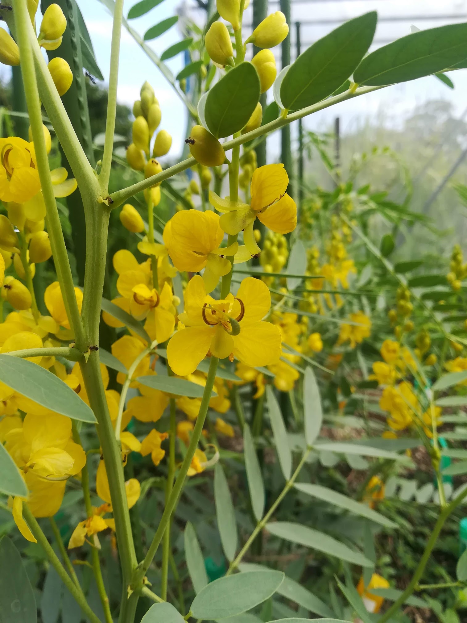 チンネベリーセンナ/Cassia angustifolia