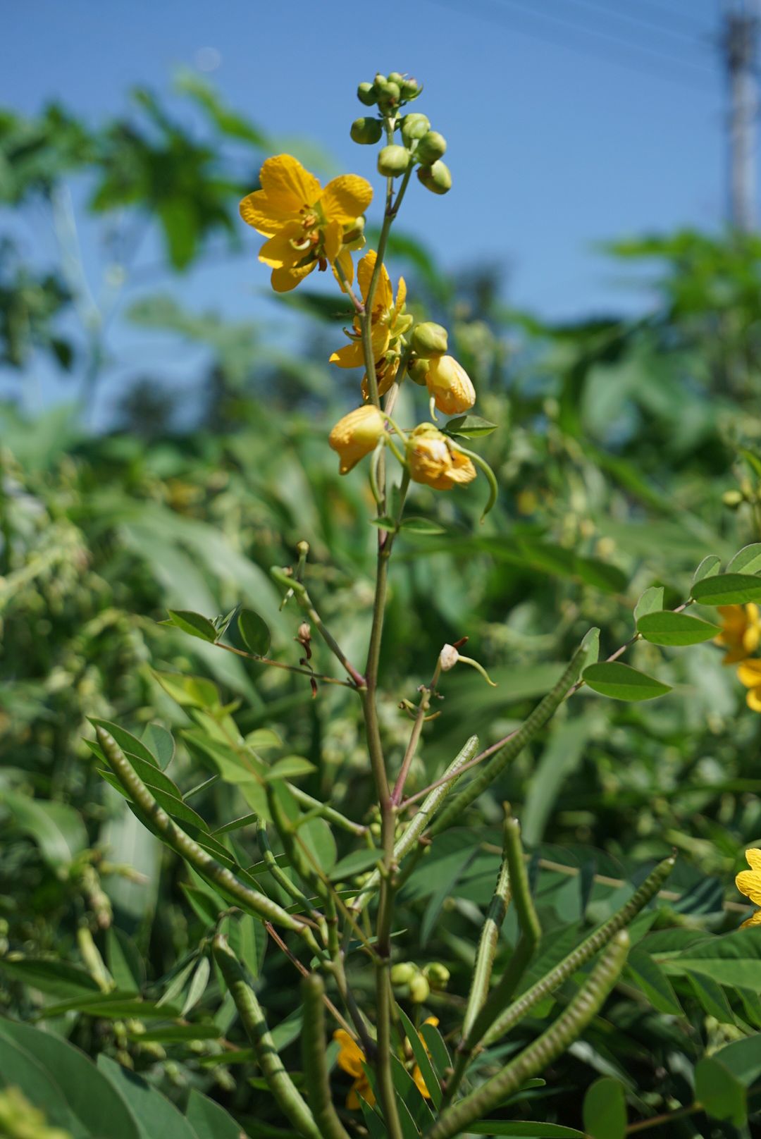 ハブソウ/Cassia occidentalis with a bumble bee