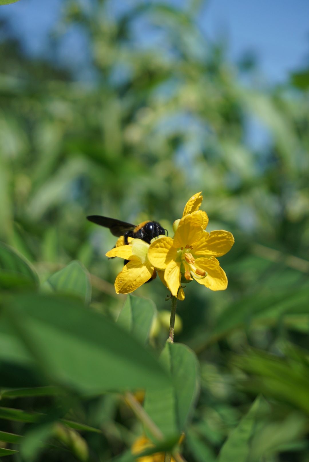 ハブソウ/Cassia occidentalis