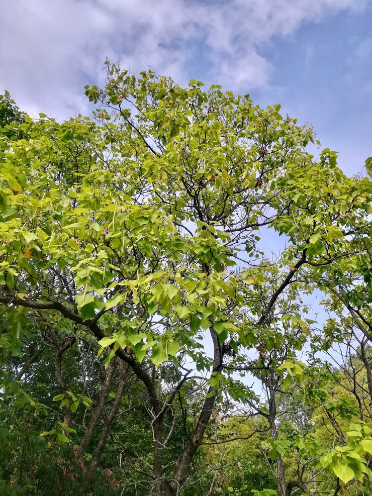 アメリカキササゲ/Catalpa bignonioides