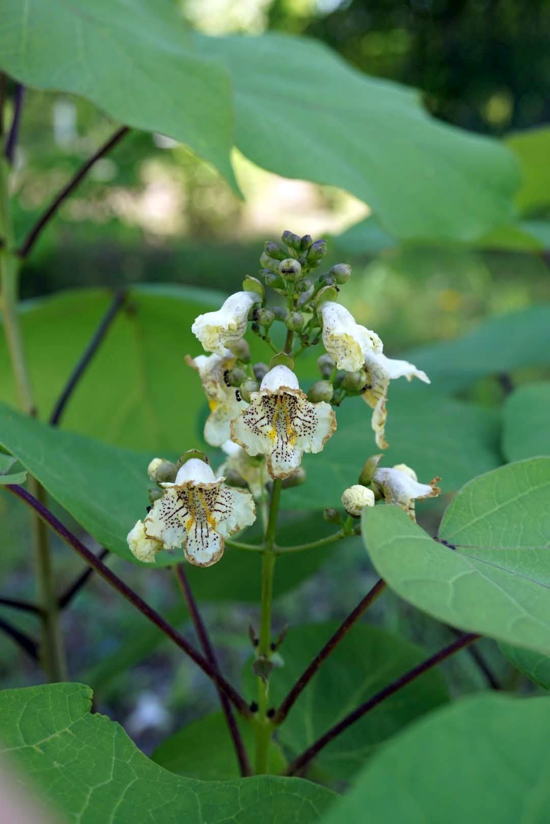 キササゲ/Catalpa ovata