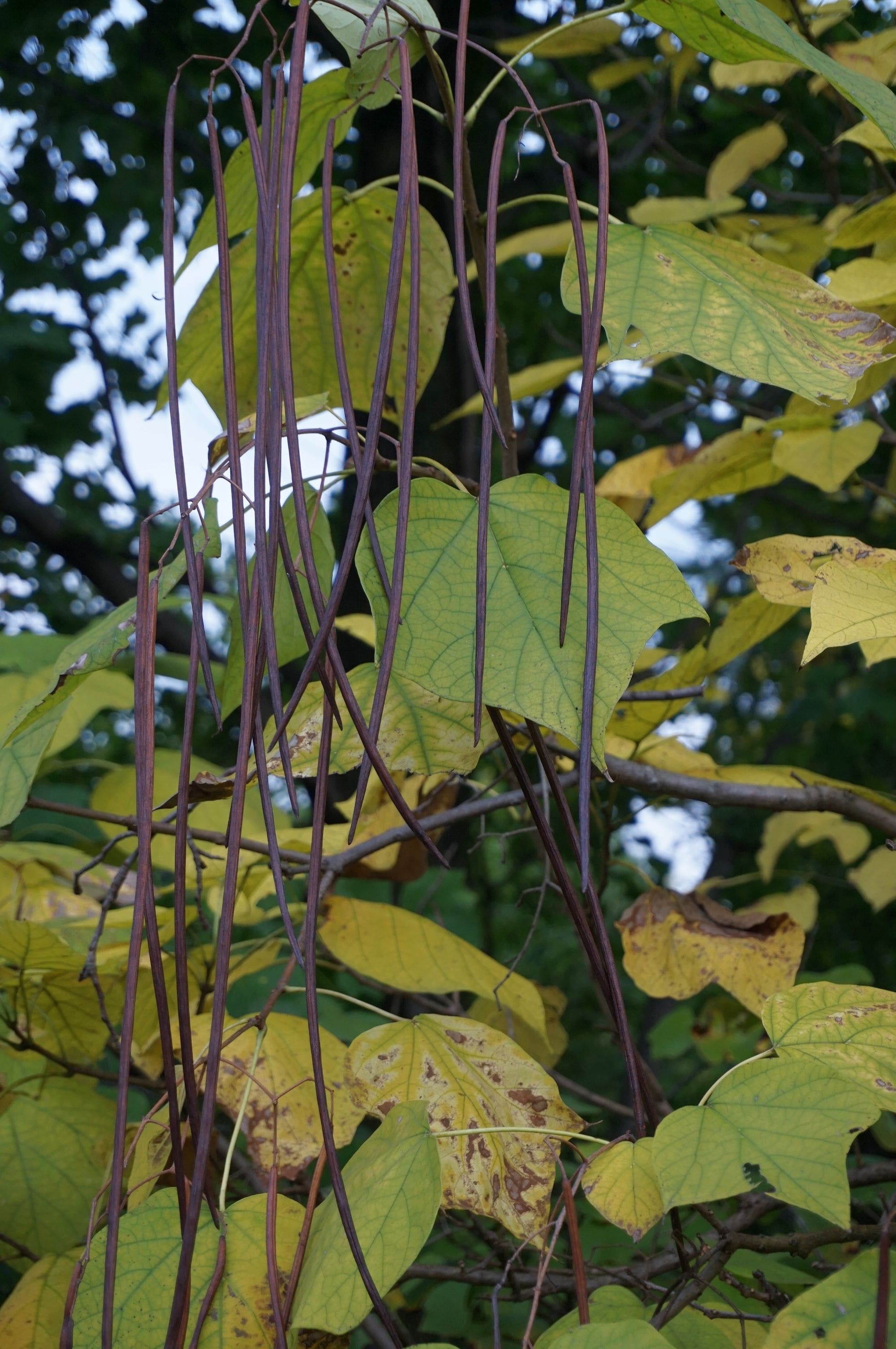 キササゲ果実/Catalpa ovata fruits