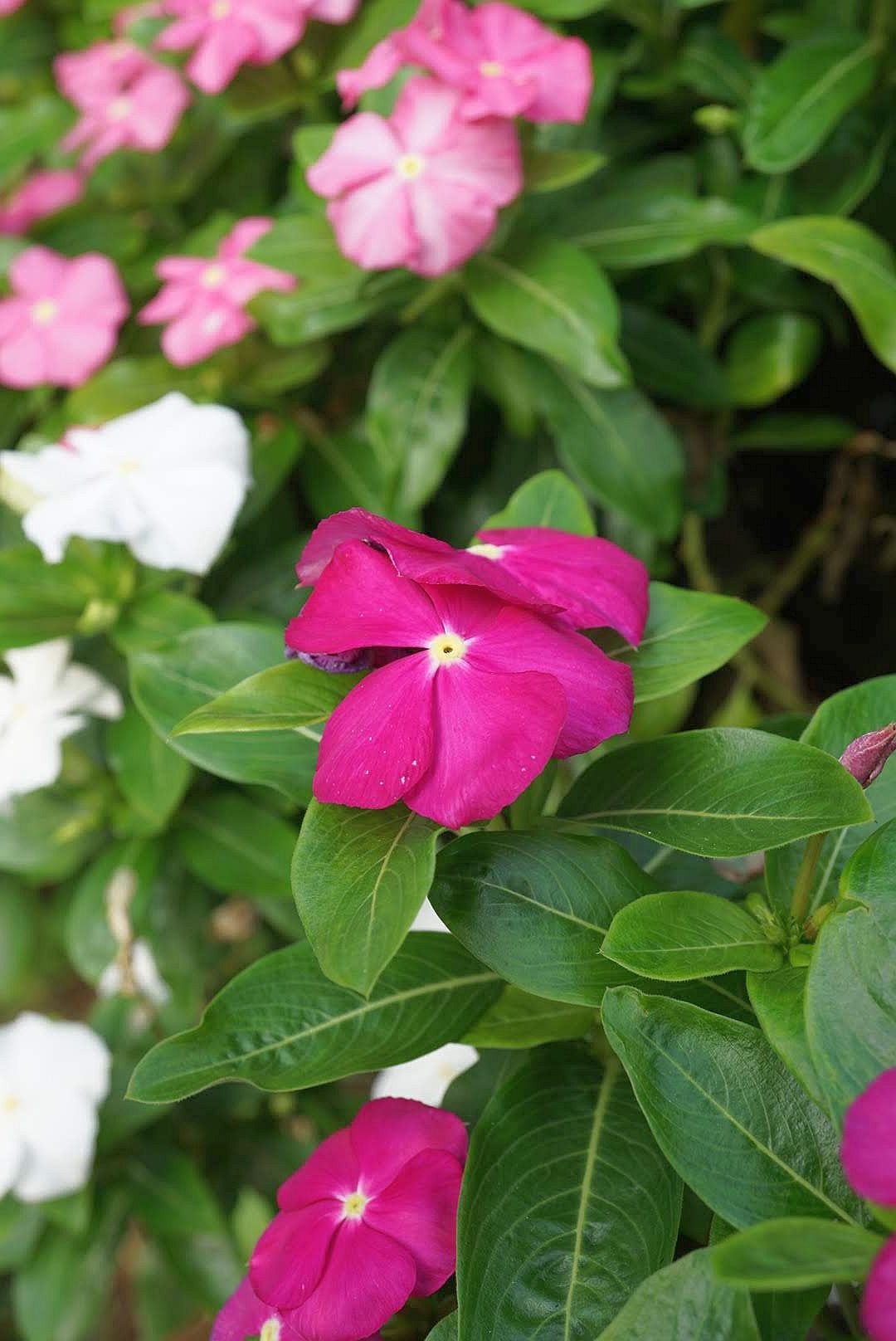 ニチニチソウ/Catharanthus roseus