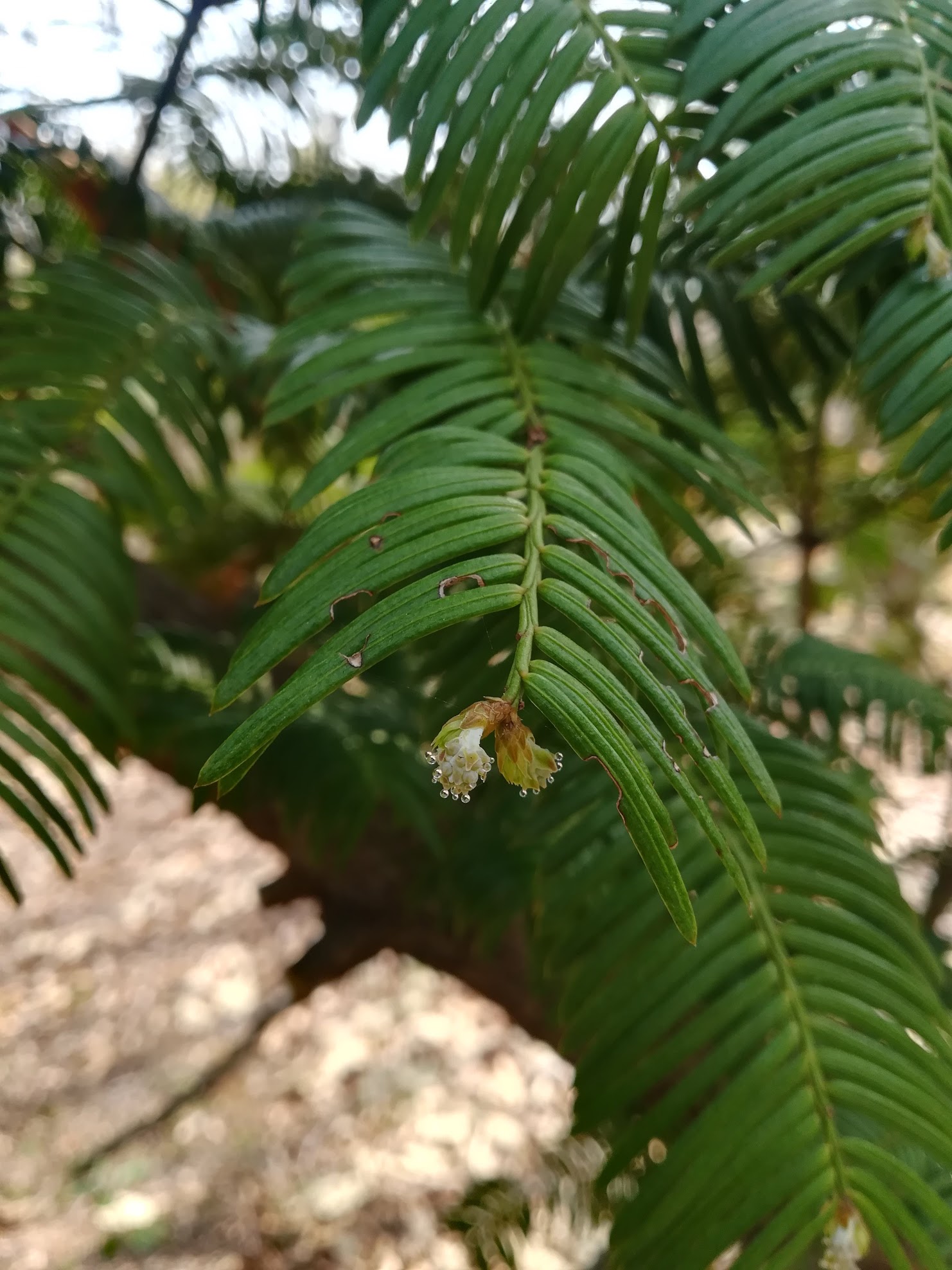 イヌガヤ/Cephalotaxus_harringtonia