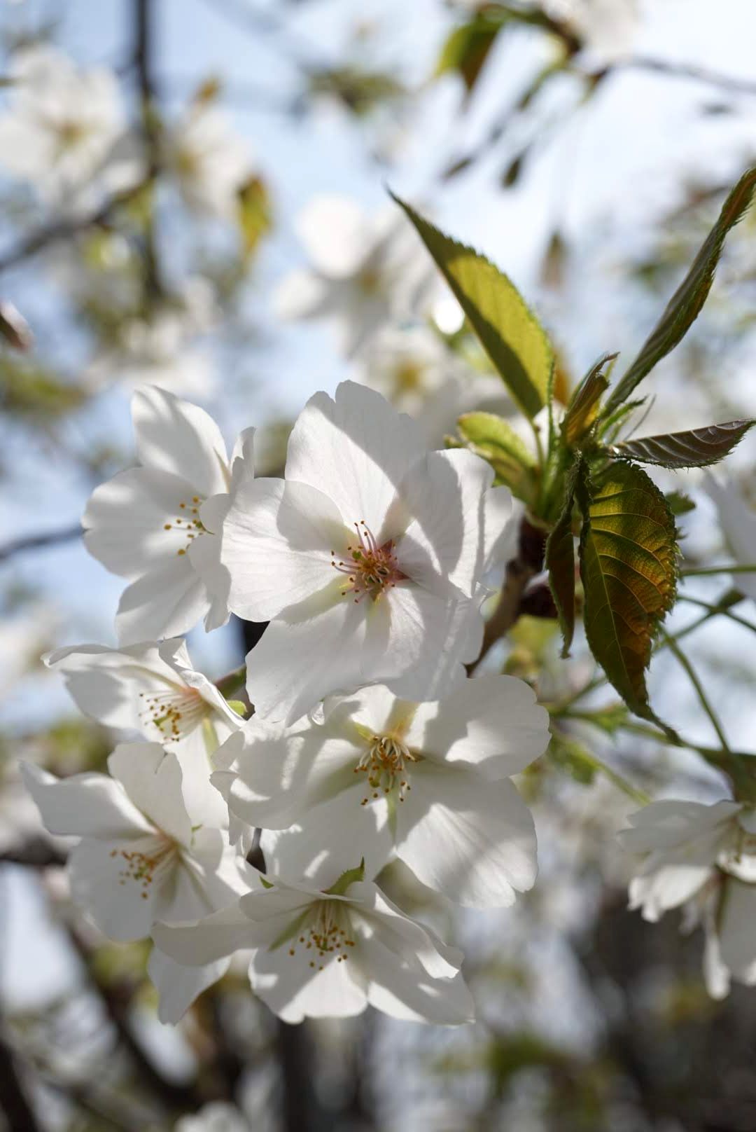 オオシマザクラ/Cerasus speciosa