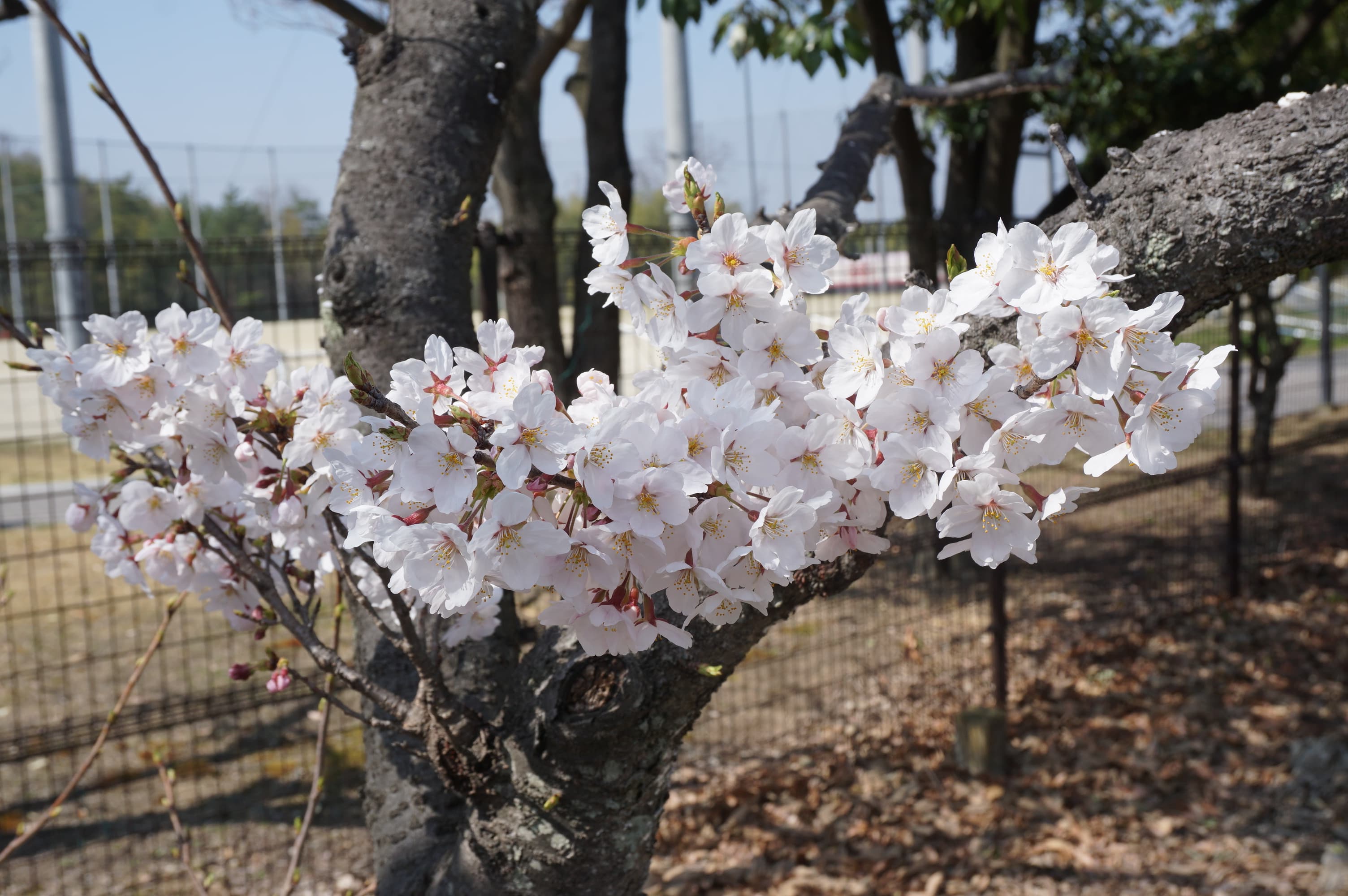 ソメイヨシノ/Cerasus ×yedoensis