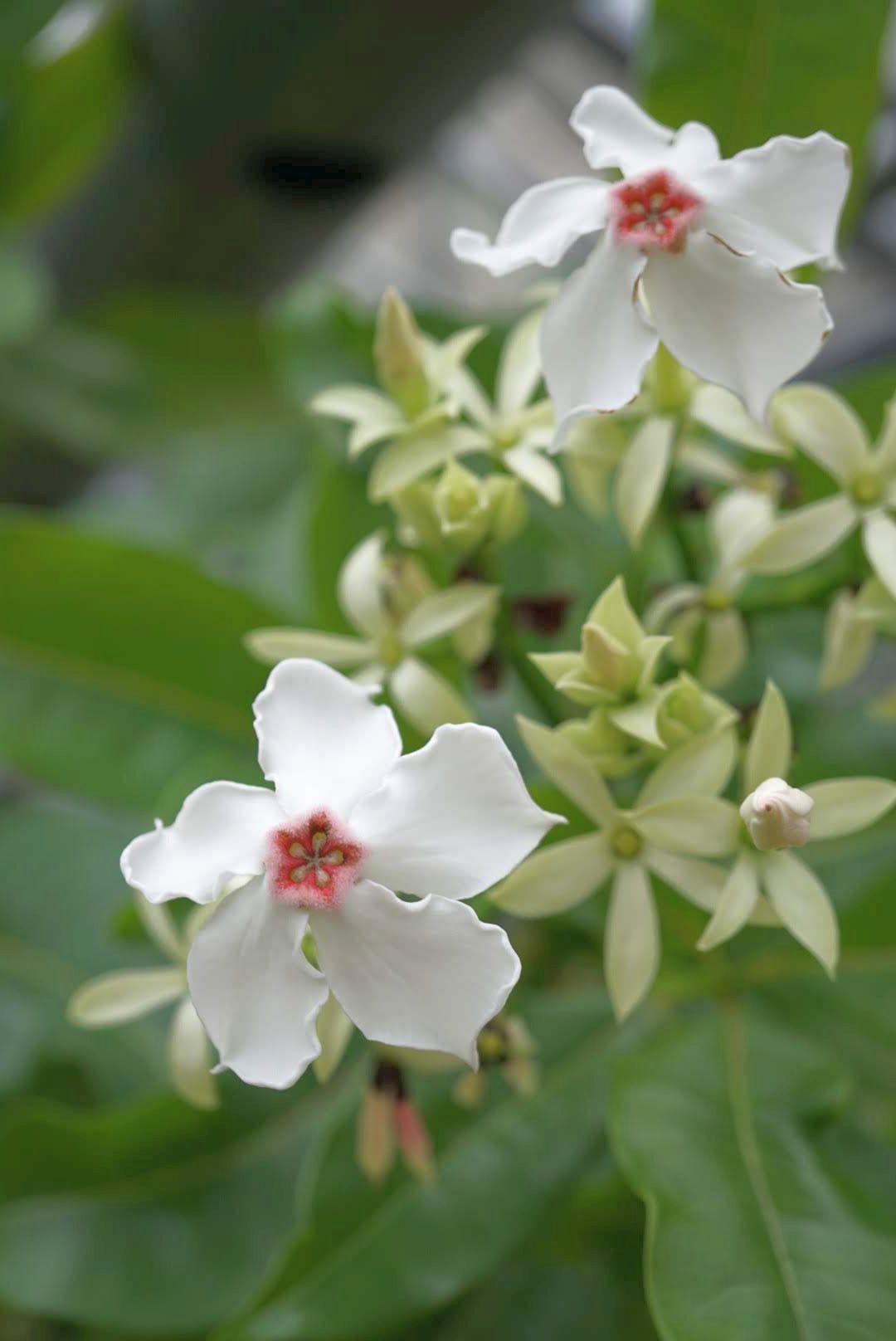 ミフクラギ/Cerbera manghas