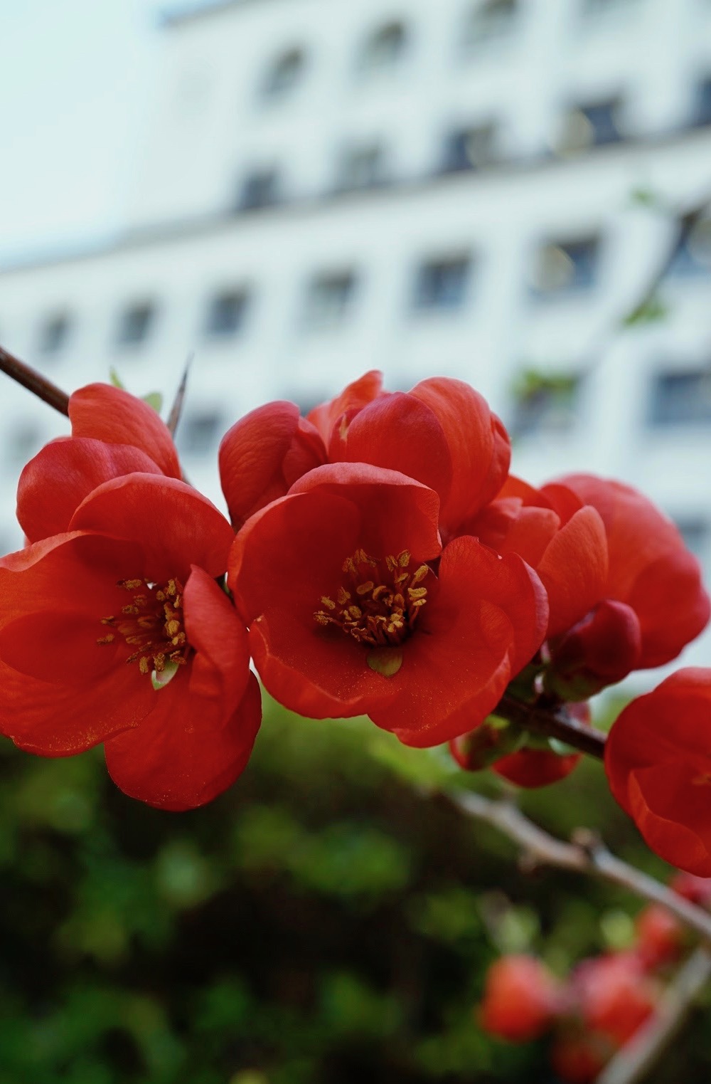 ボケ/Chaenomeles speciosa